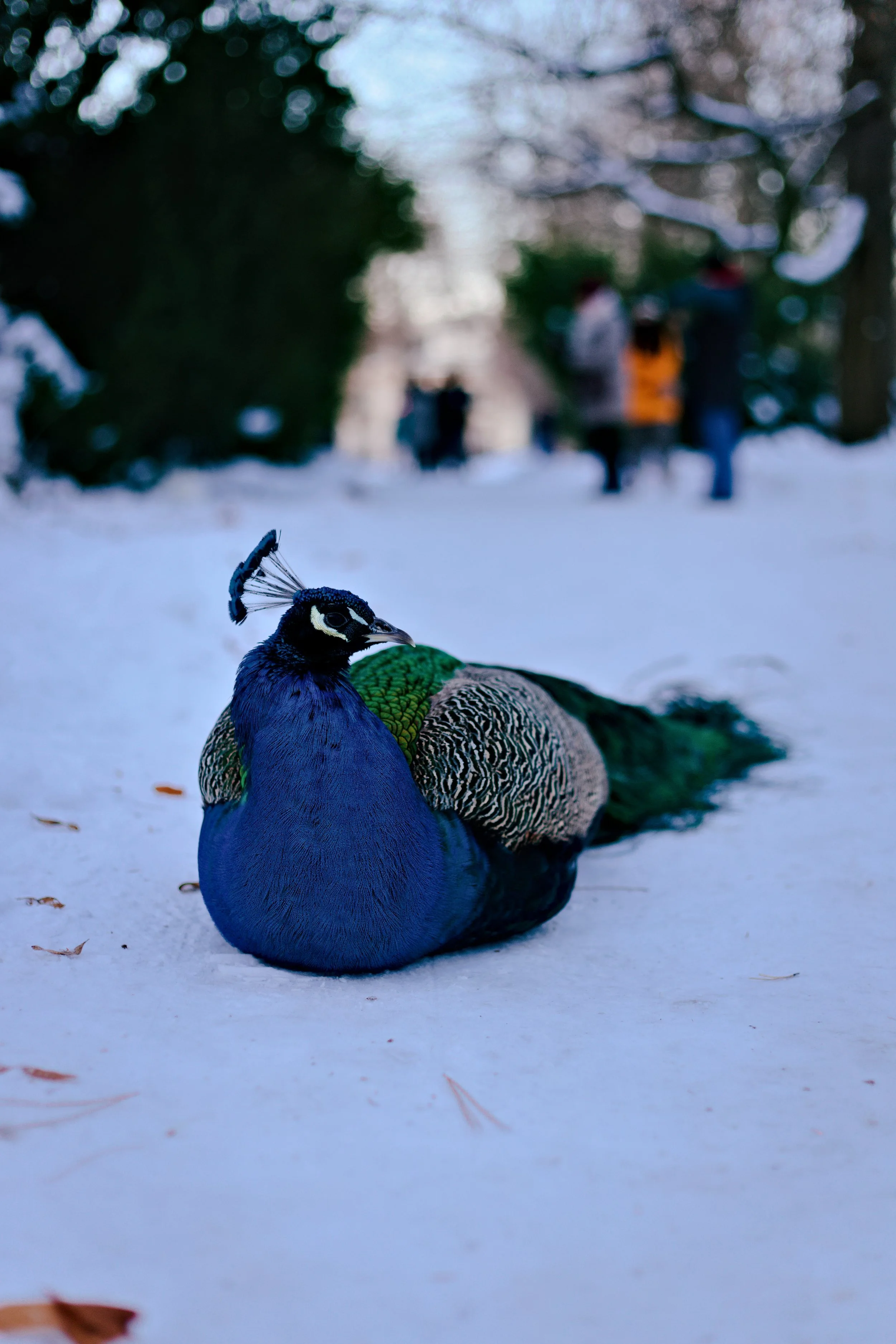 P-Peacock.jpg