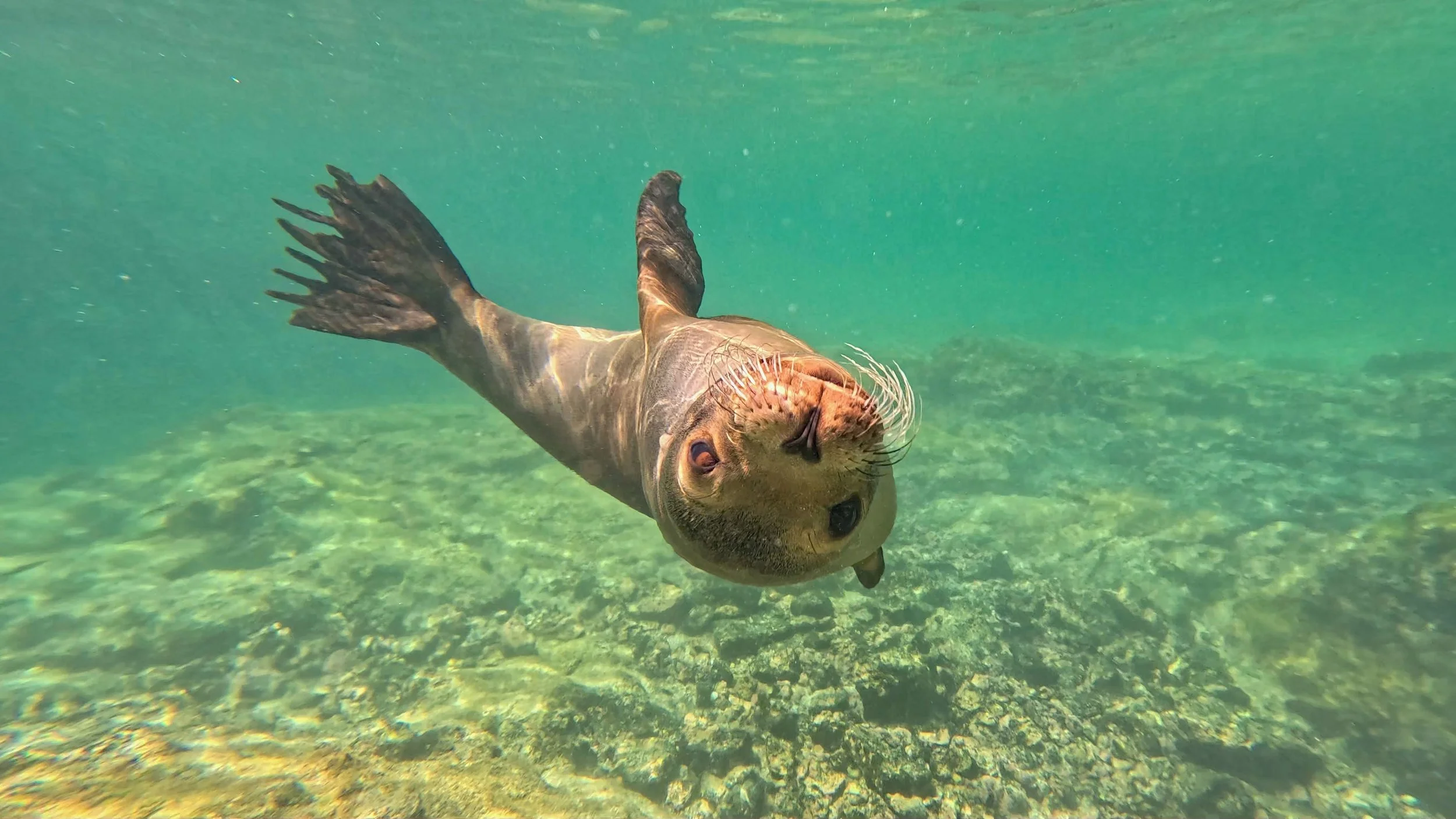 Sea Lion Face.jpg