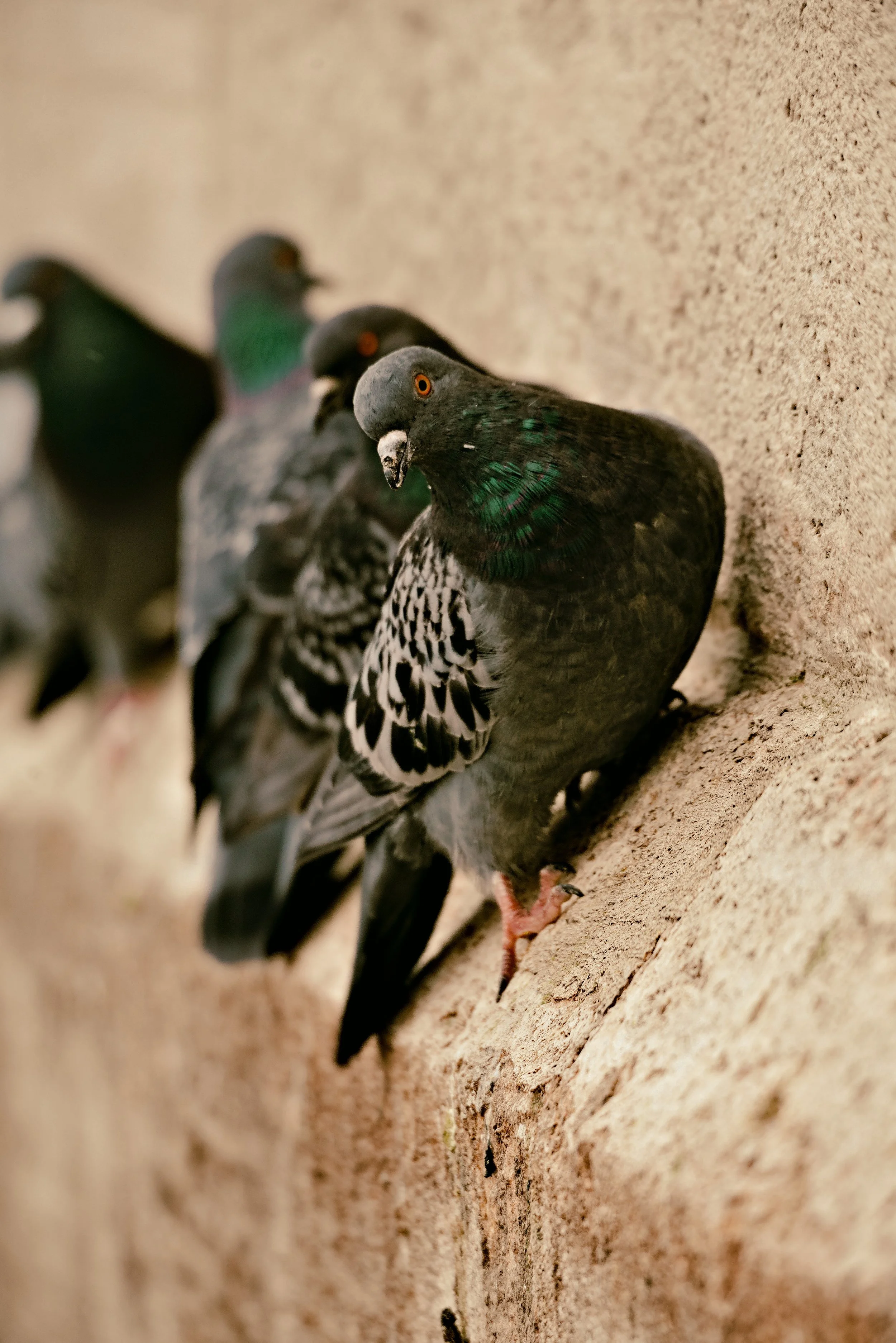 P-Pigeon.jpg