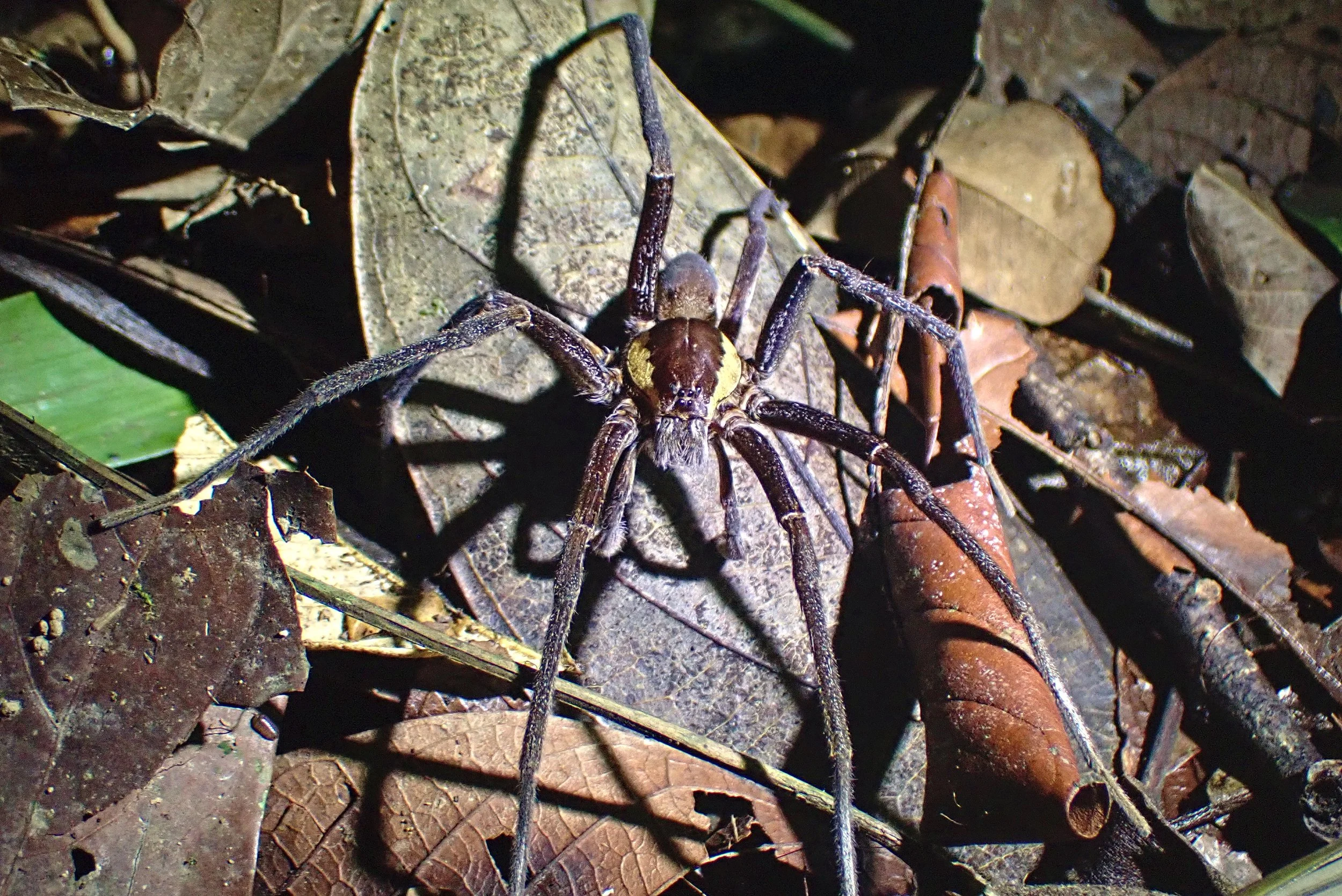 Spider on Dried Leaves.jpg