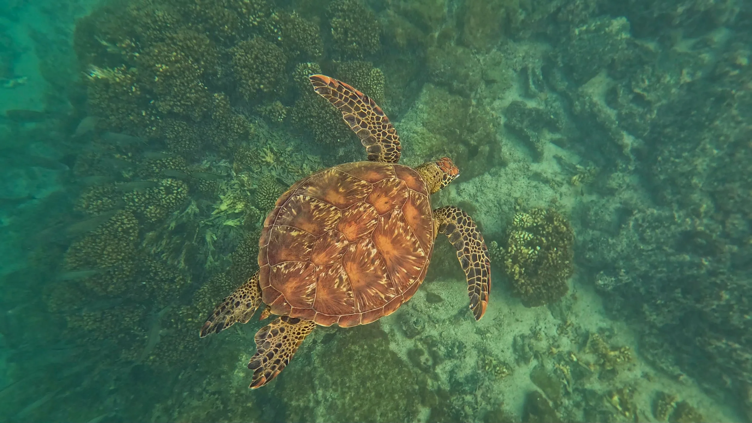 Birds Eye of Turtle.jpg