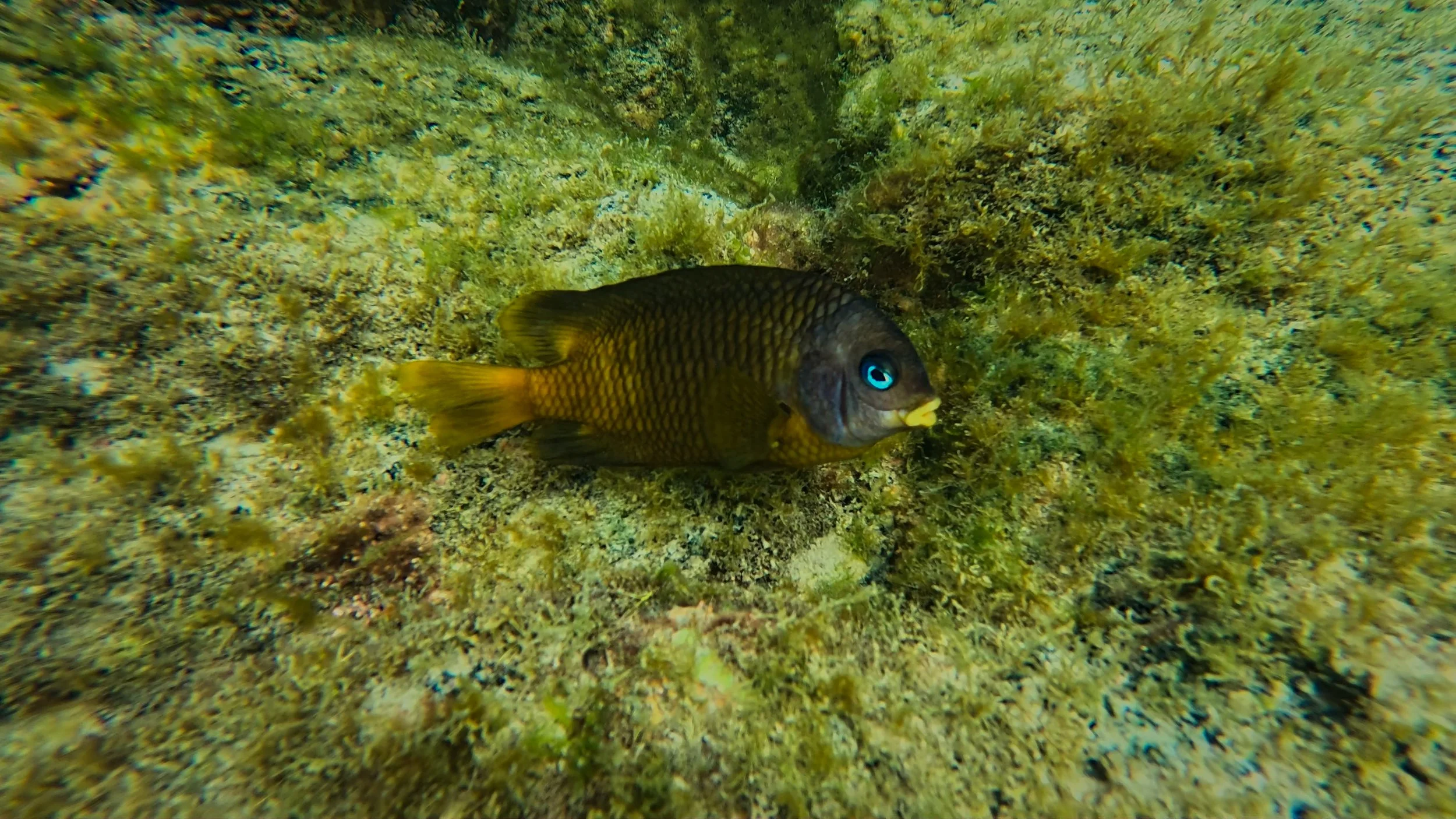 Yellowtail Damselfish.jpg