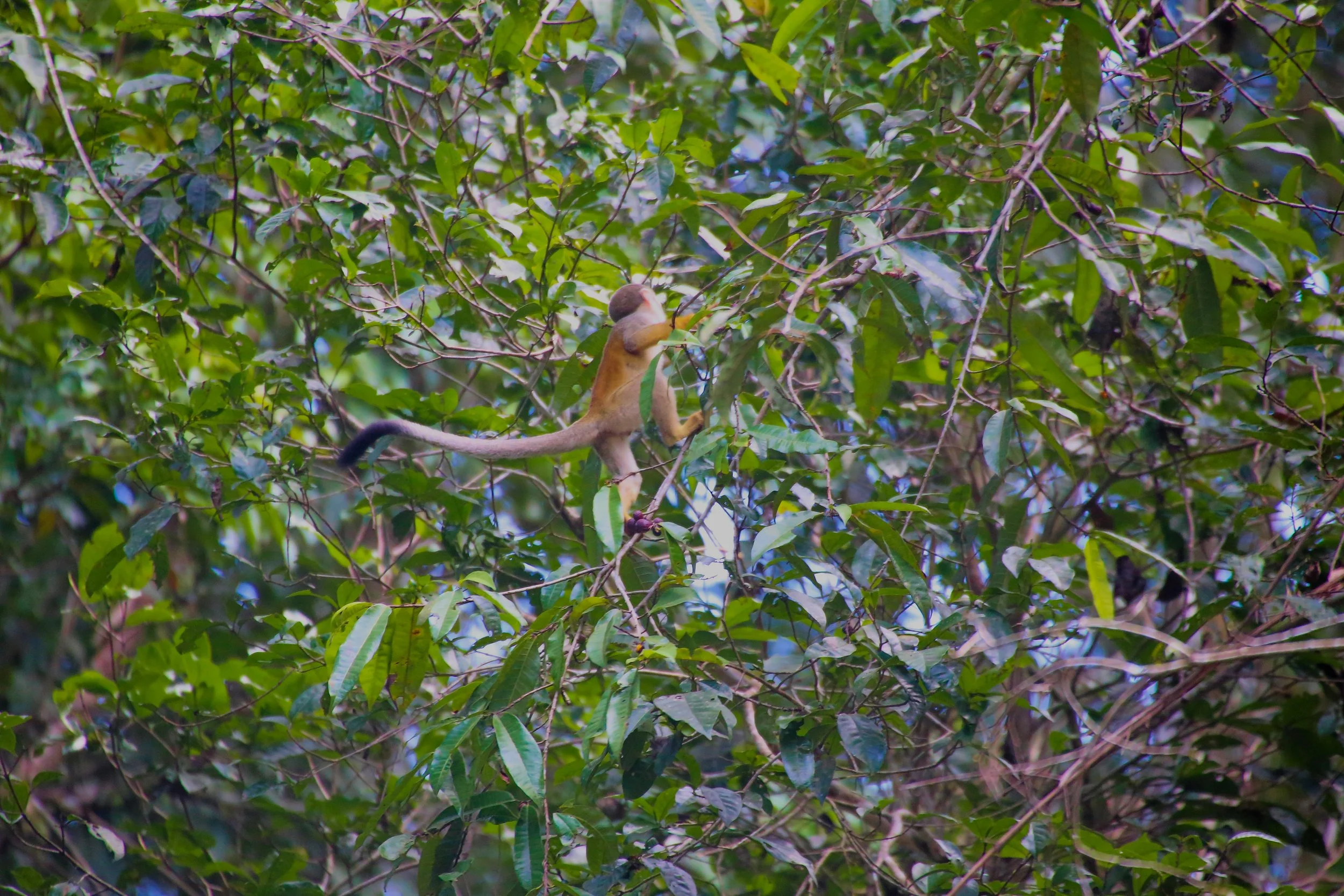Tree Climber.jpg