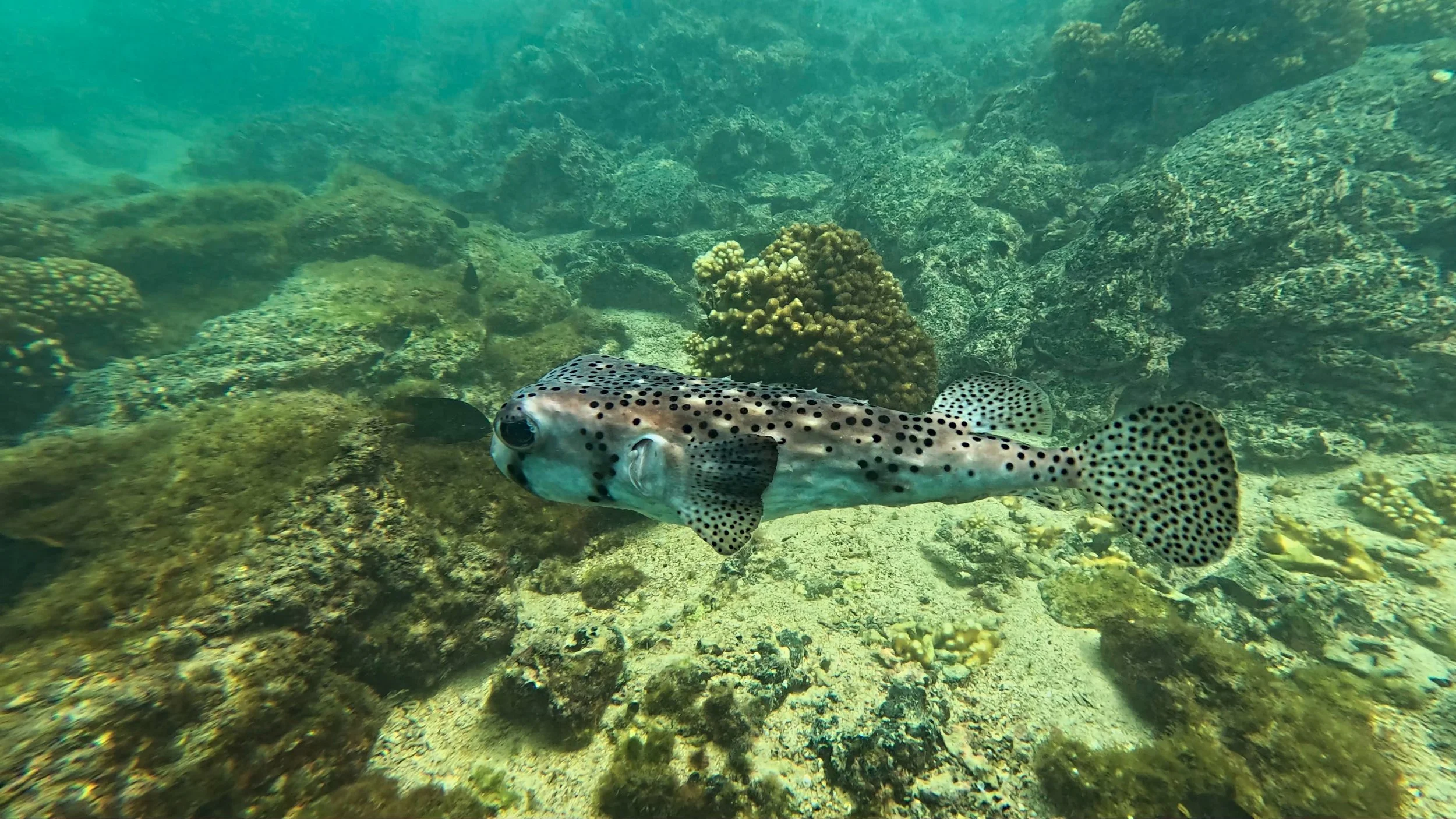 Porcupinefish.jpg