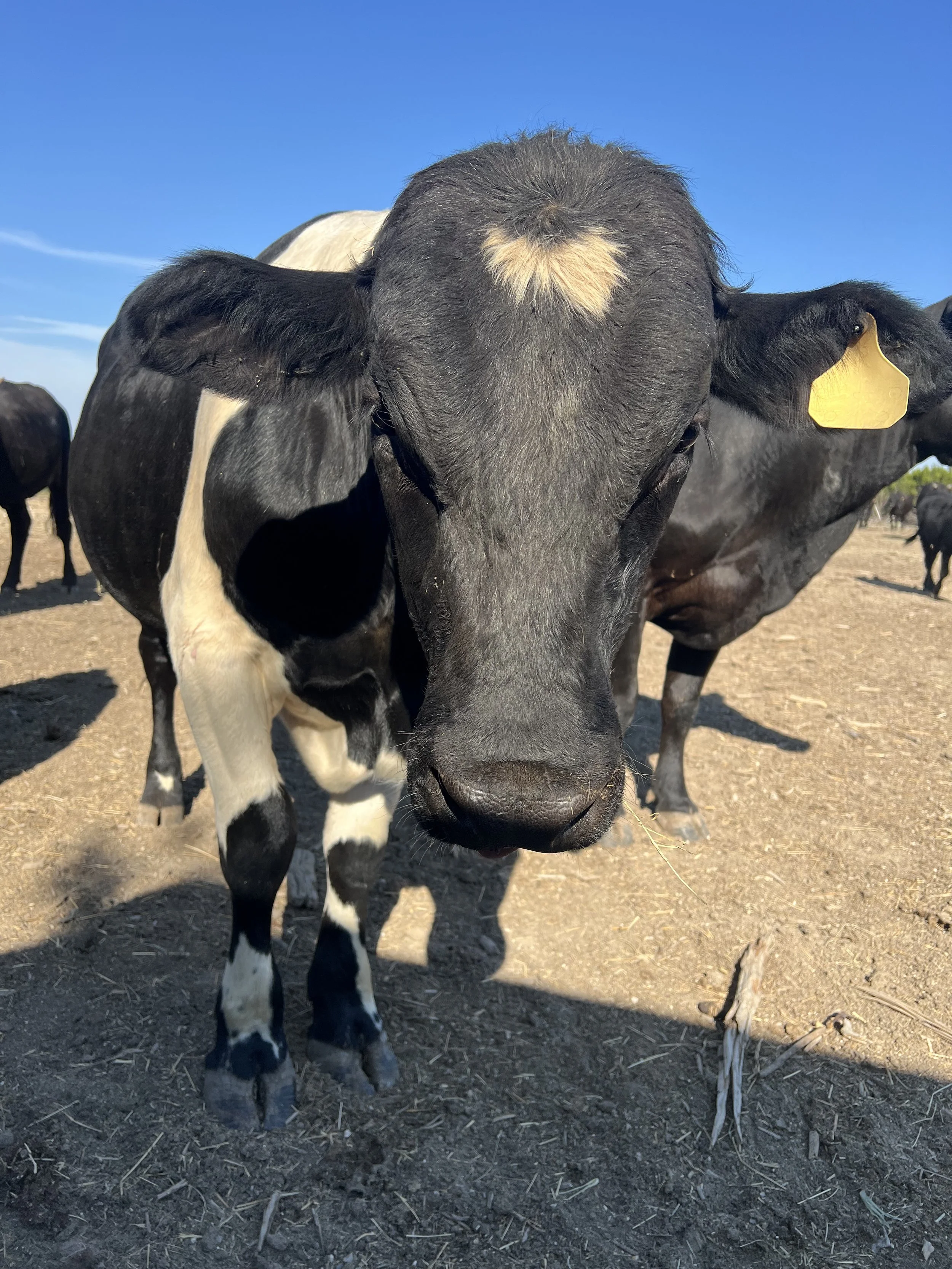 A close-up of a black and white cow with a heart-shaped patch on its forehead, standing on dirt ground outdoors with other cows in the background against a blue sky.