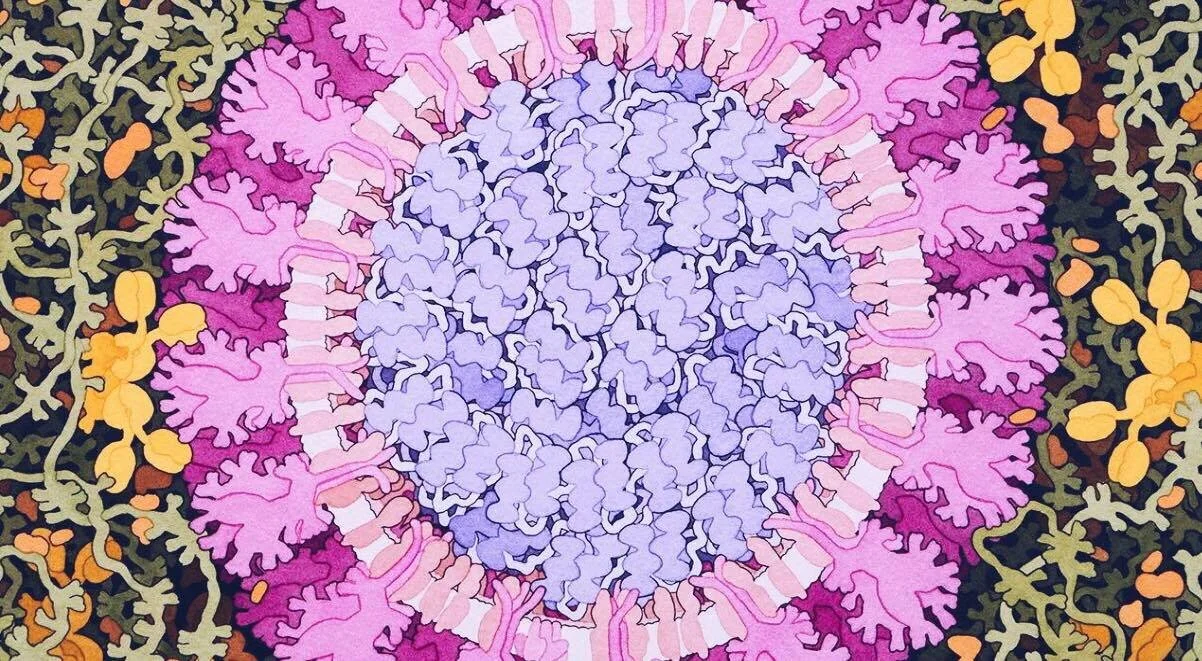 Coronavirus - David S. Goodsell