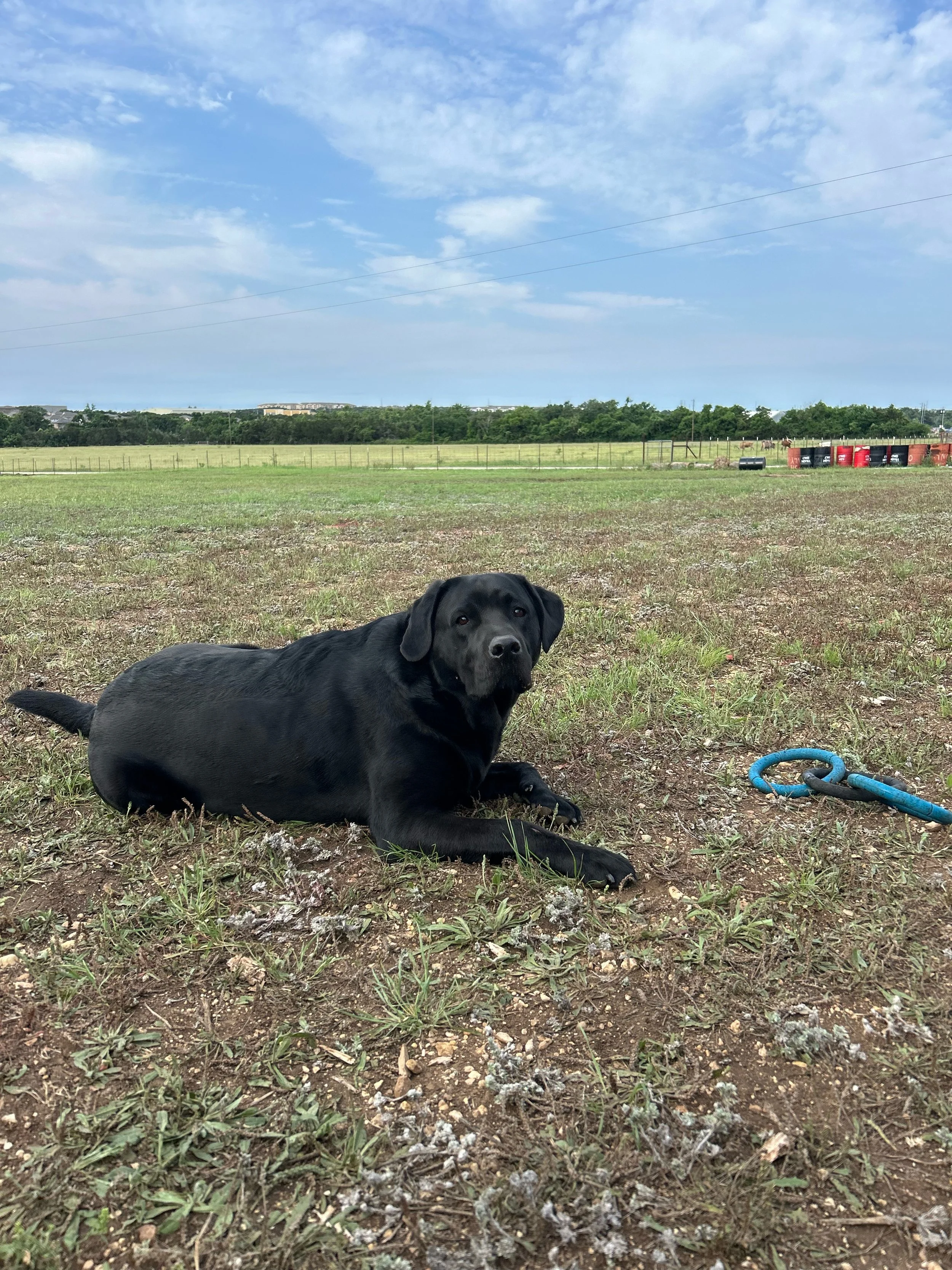 Arlo, Ricky Hill's service dog