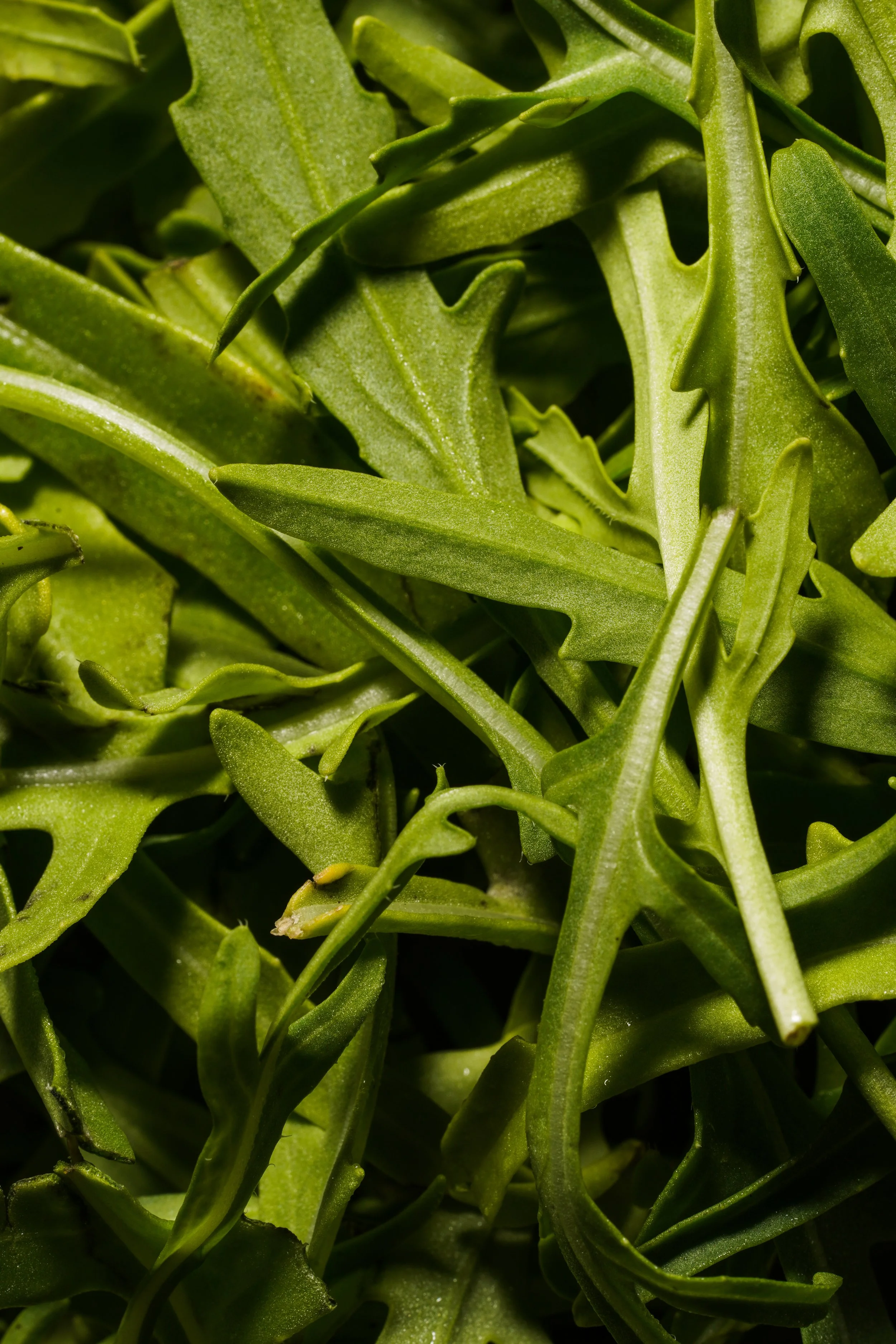 Close-up of fresh arugula leaves.