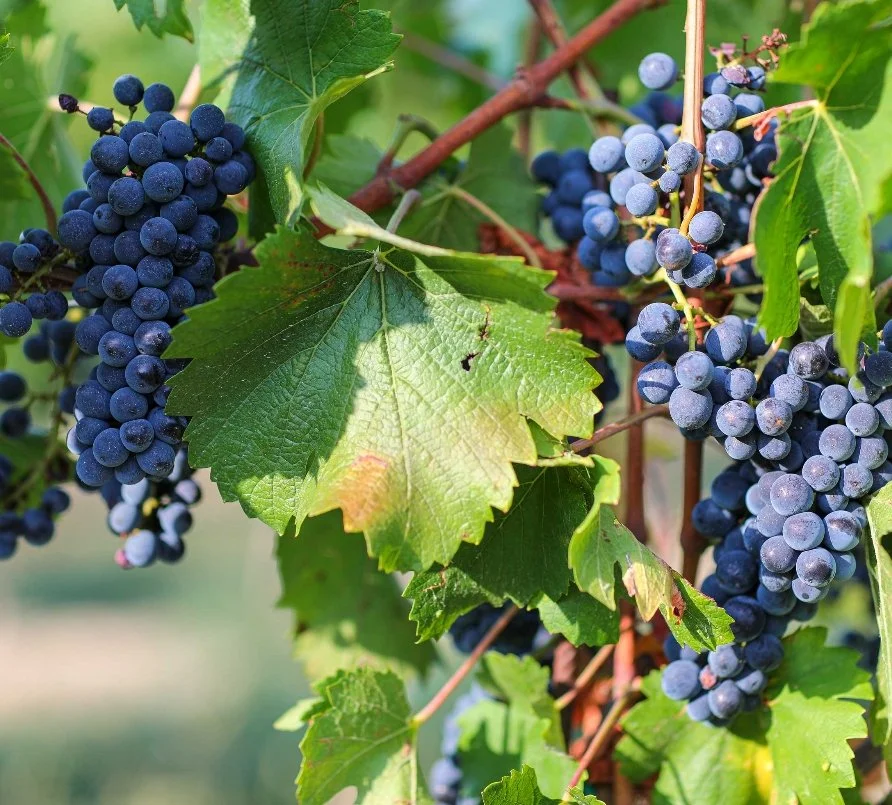Varignana Summer Institute by Medevise Consulting. Bunches of dark purple grapes hanging from a vine among large green leaves.