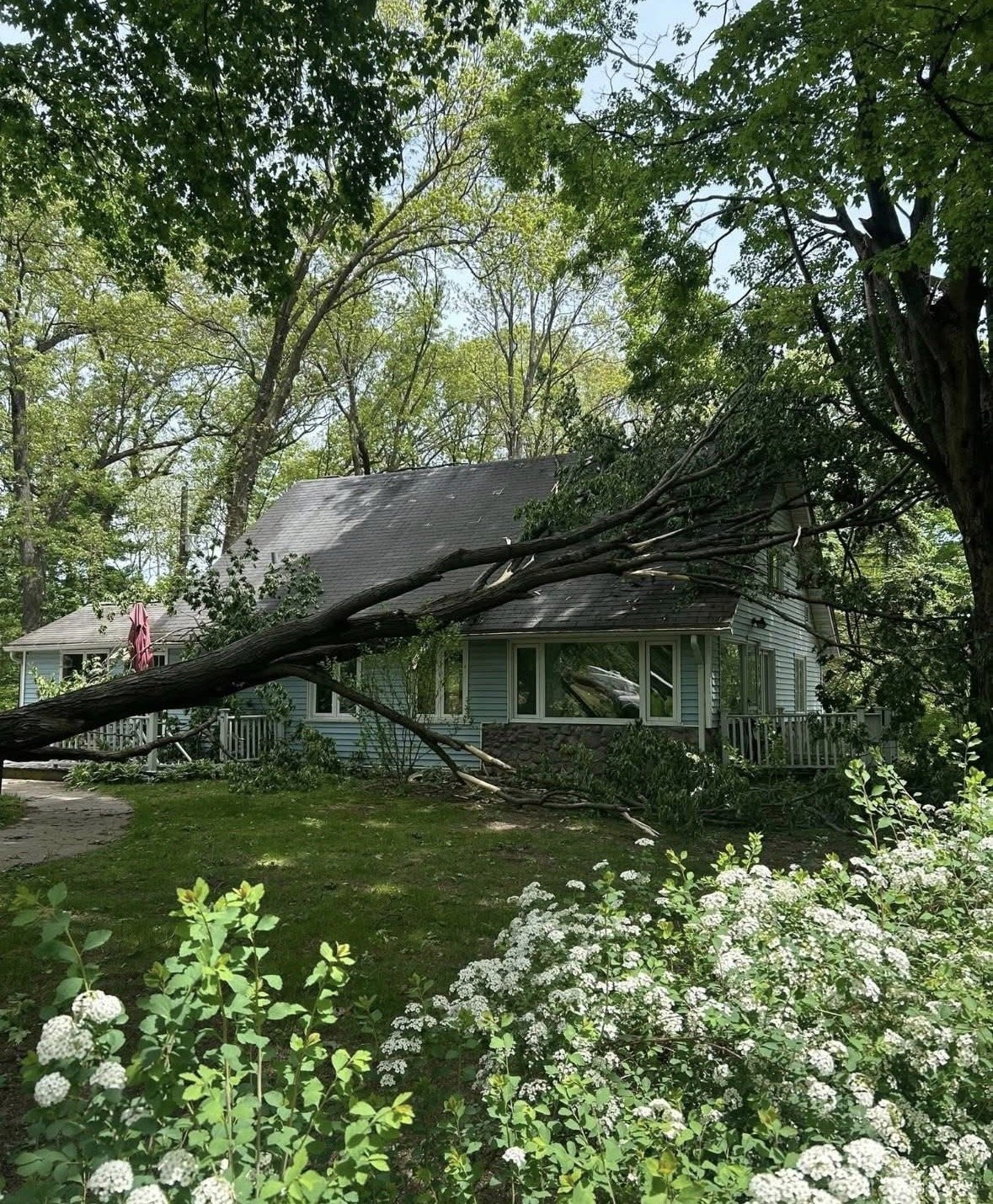 A large tree has fallen onto a house, causing damage to the roof and resting across the front yard, amid green foliage and white flowering bushes.