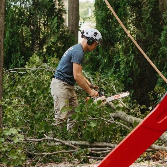 A person wearing a gray helmet and protective headphones uses a chainsaw to cut a fallen tree branch in a forested area.