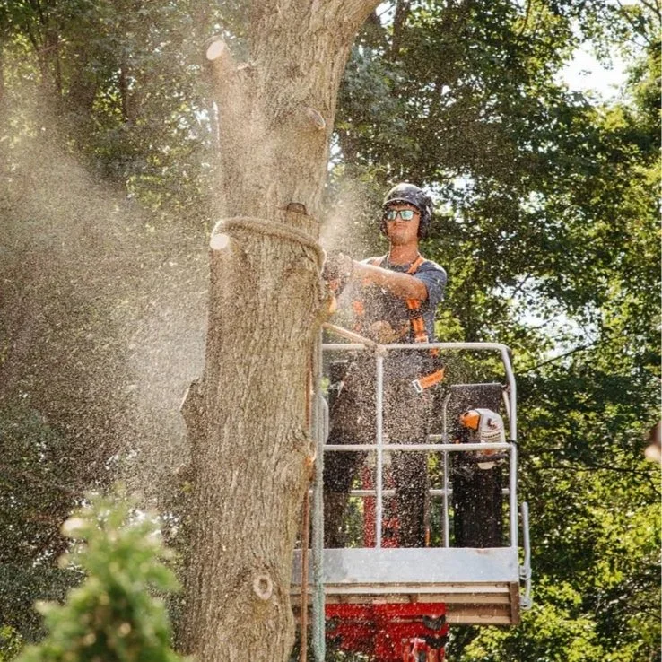 A man wearing safety glasses and a helmet uses a chainsaw to cut a large tree from an elevated platform in a wooded area.