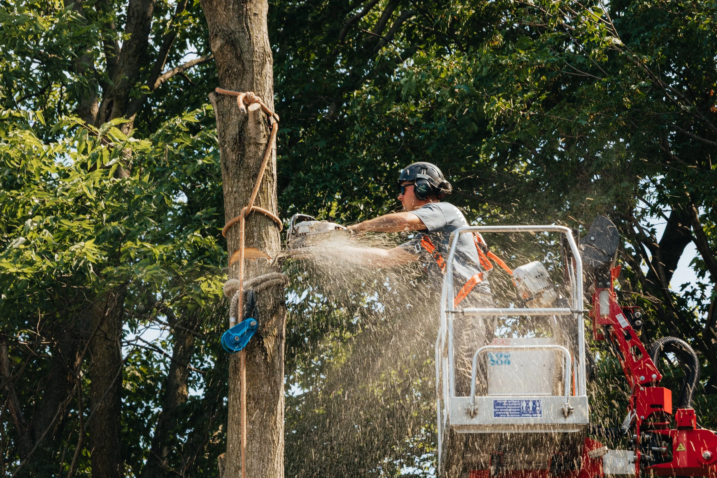 Worker in safety gear using a chainsaw on a tall tree while standing on a lift platform surrounded by green leaves.