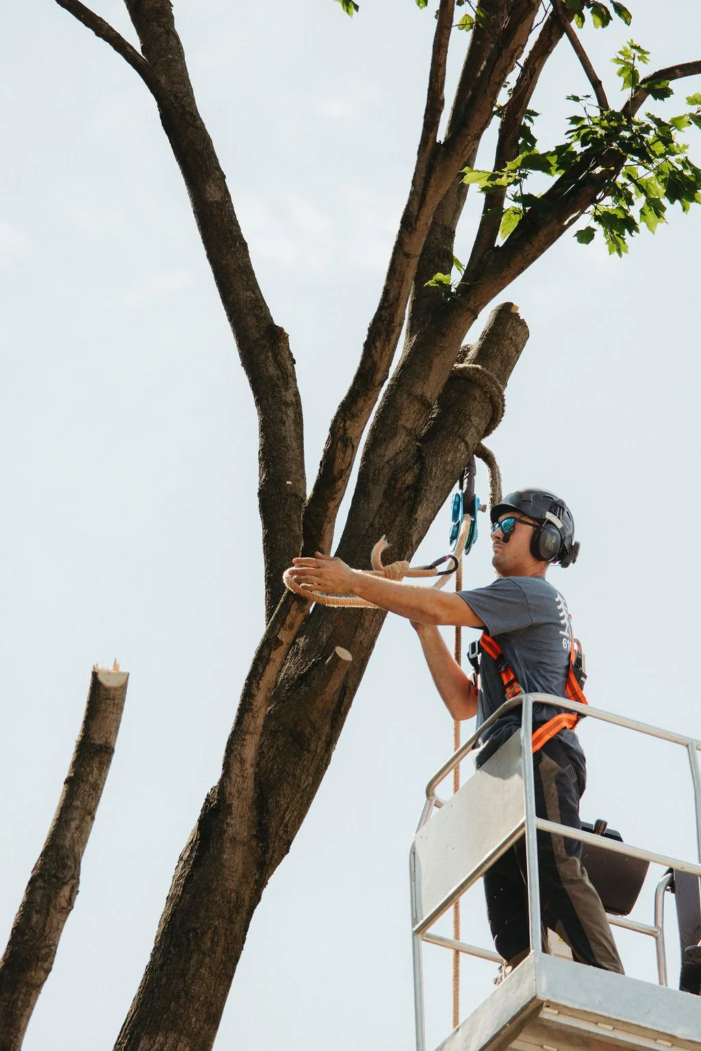 A man in safety gear, including headphones and sunglasses, on a lift pruning a tall tree with a chainsaw.