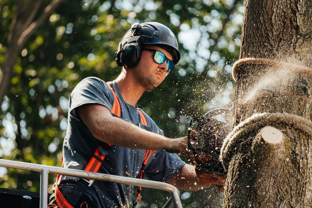 A man wearing safety gear, helmet, and sunglasses is cutting a tree with a chainsaw.