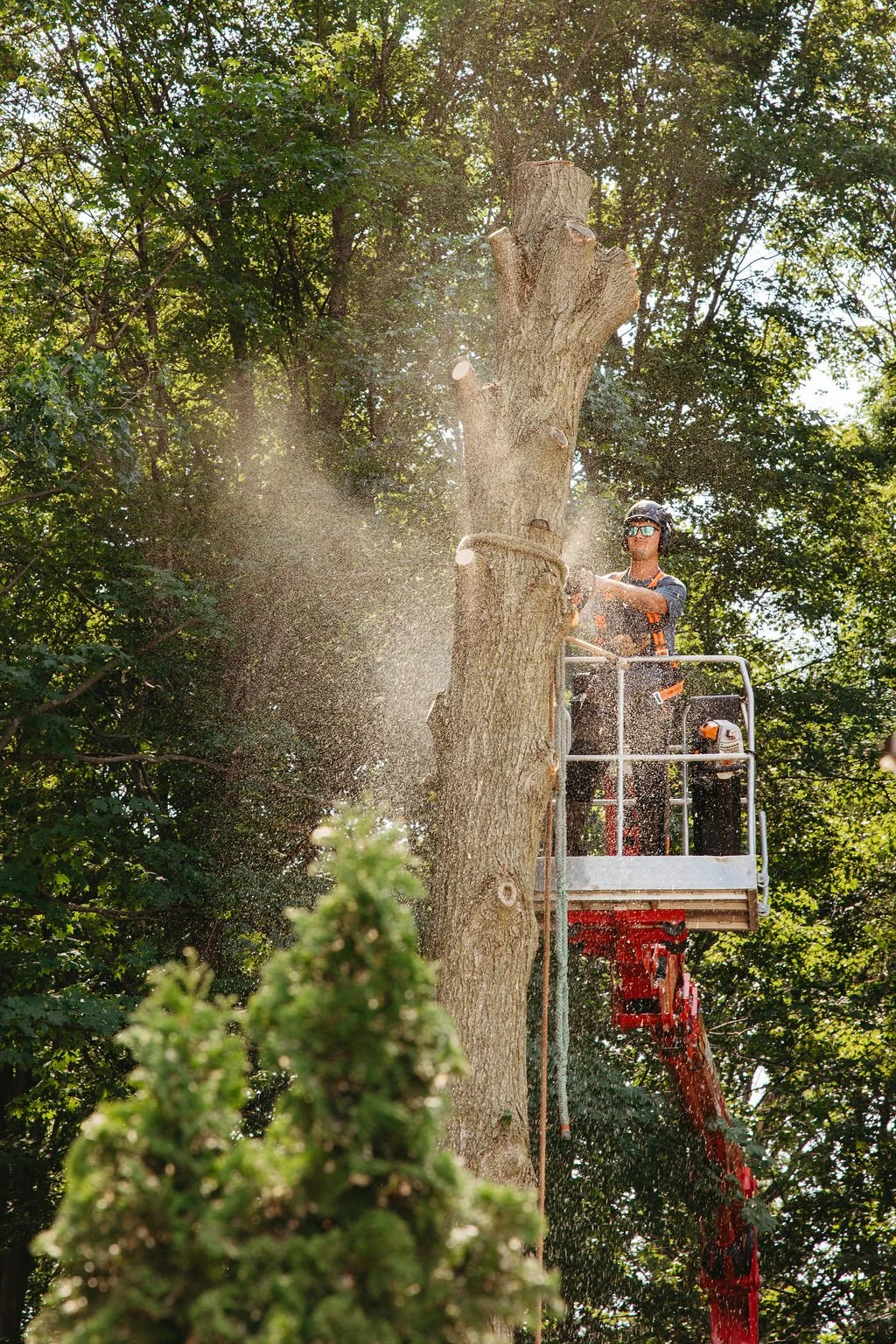 A worker on a cherry picker cuts a large tree with a chainsaw during the daytime in a wooded area.