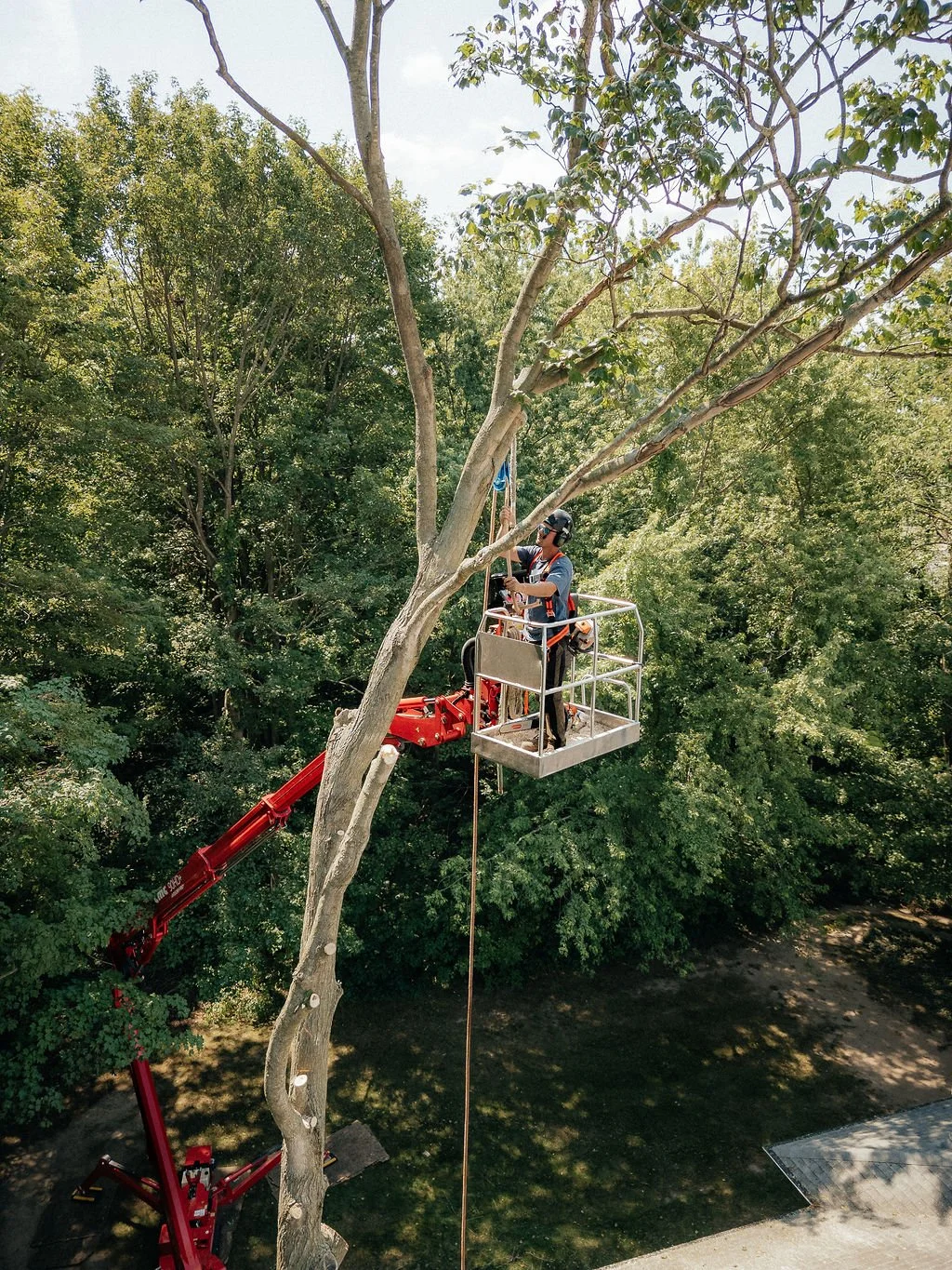 Worker in safety gear operating an aerial lift on a tall tree in a park.