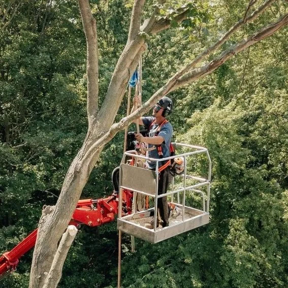 A person in a safety harness is working on trimming a tree from a hydraulic lift platform.