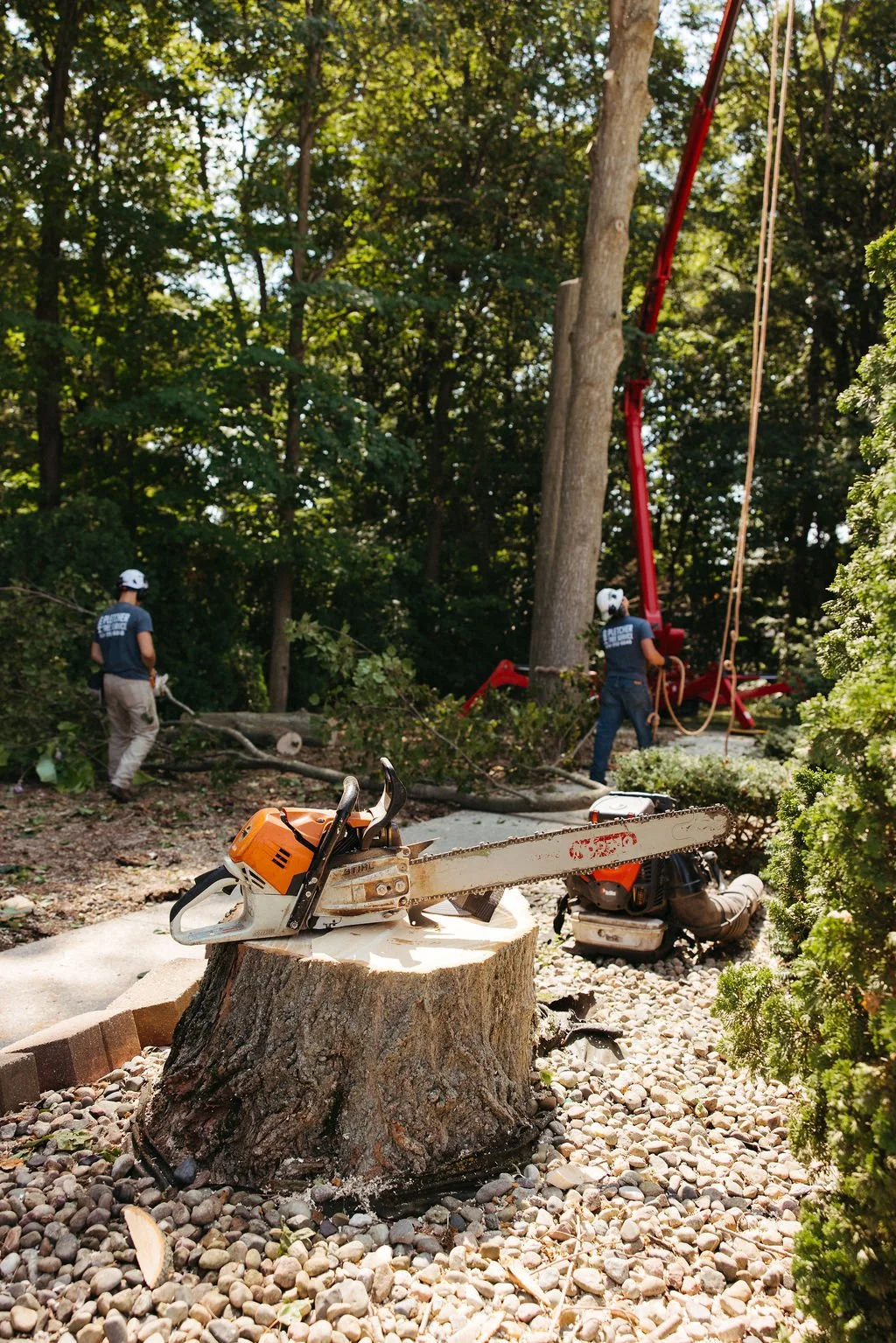 Tree removal scene with workers cutting a tree, chainsaw on a tree stump, and large equipment in a wooded outdoor area.