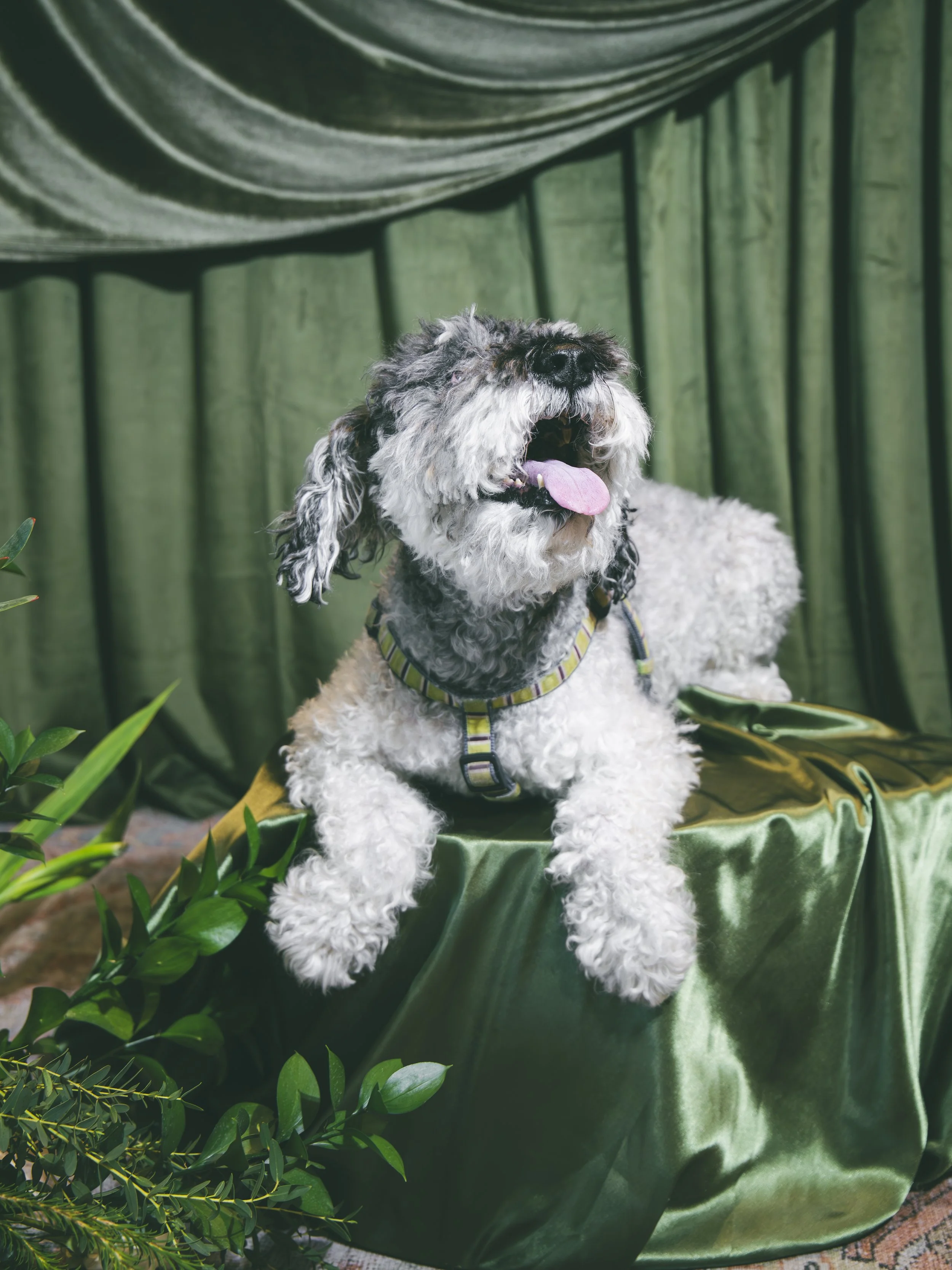 A black and white dog with curly fur sitting on satin green fabric, with green curtains in the background and green plants in the foreground.