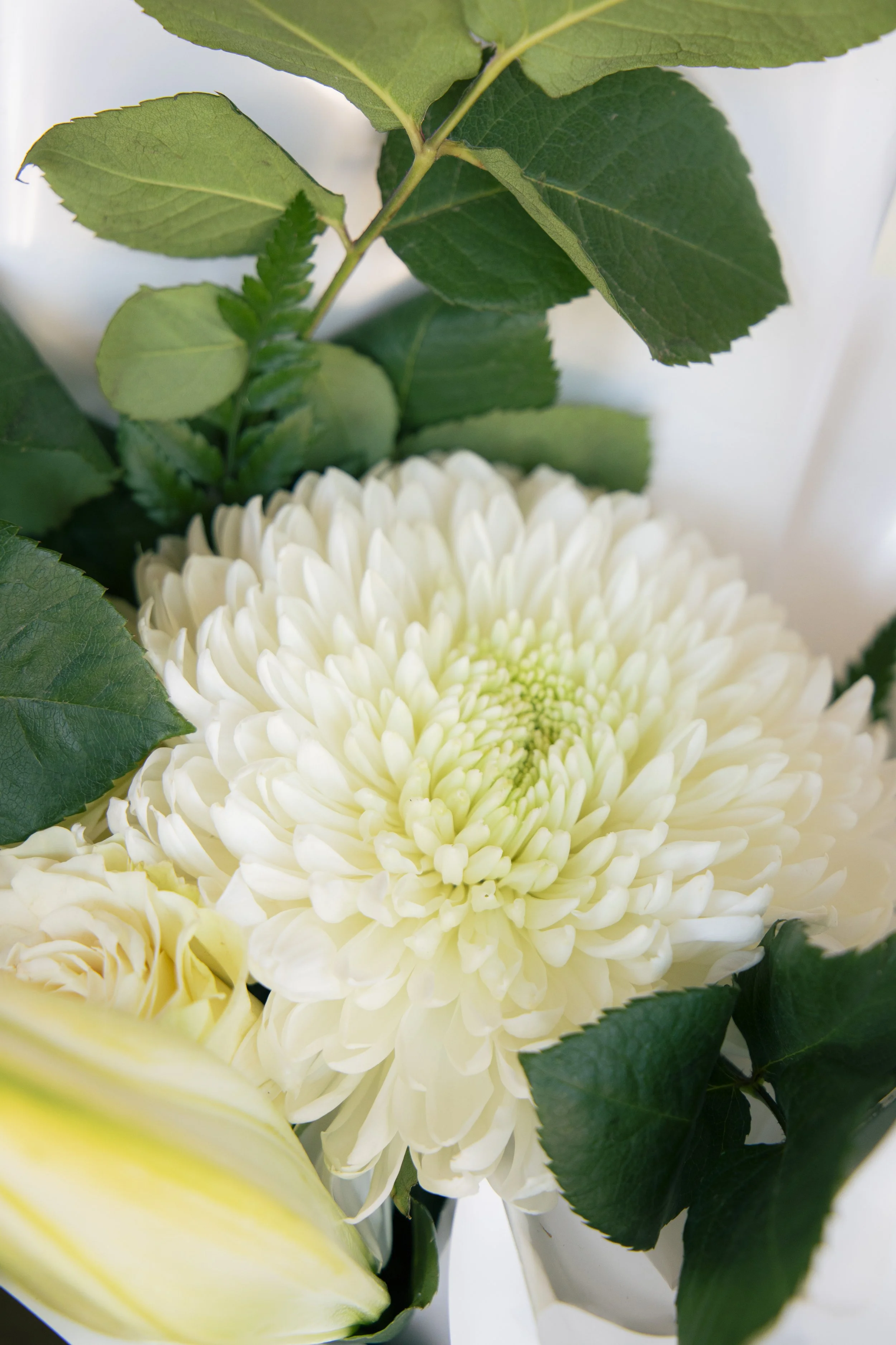 Close-up of white chrysanthemum flowers with green leaves and stems.