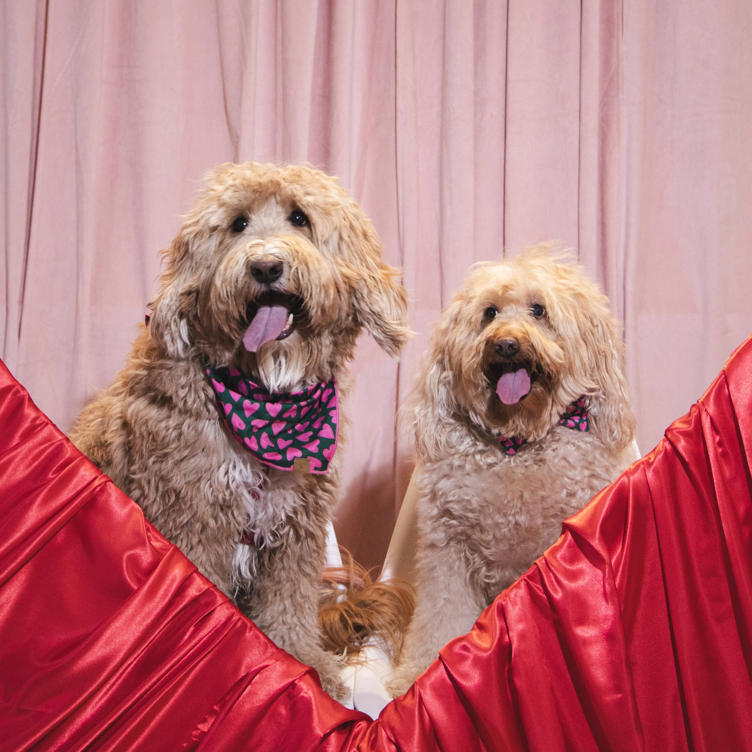 Two small fluffy dogs, possibly cockapoos, wearing matching heart-patterned bandanas, sitting on a red platform with a pink curtain background.