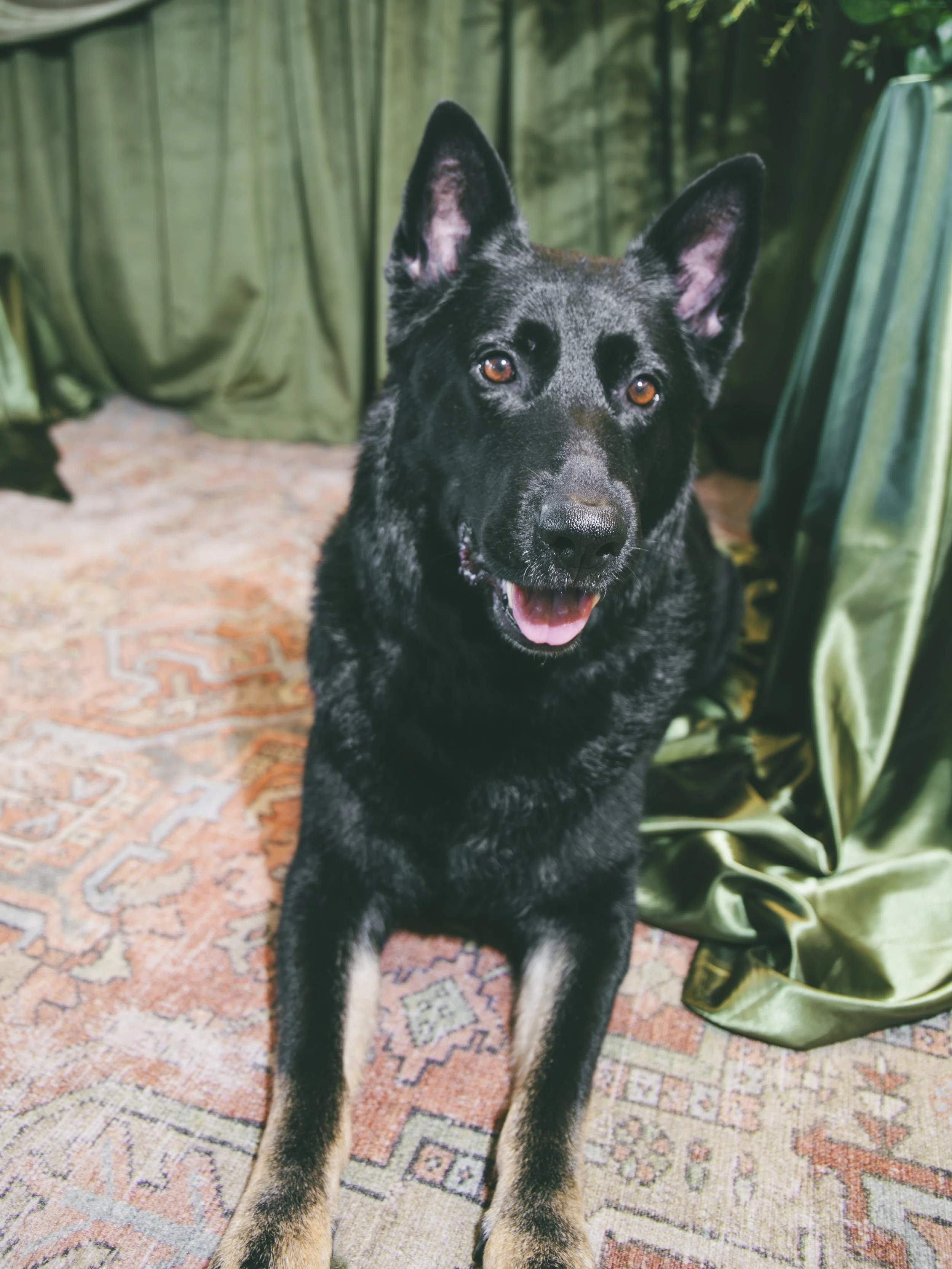 A black and tan dog with pointed ears, lying on a patterned rug with a green curtain and leafy plant in the background.