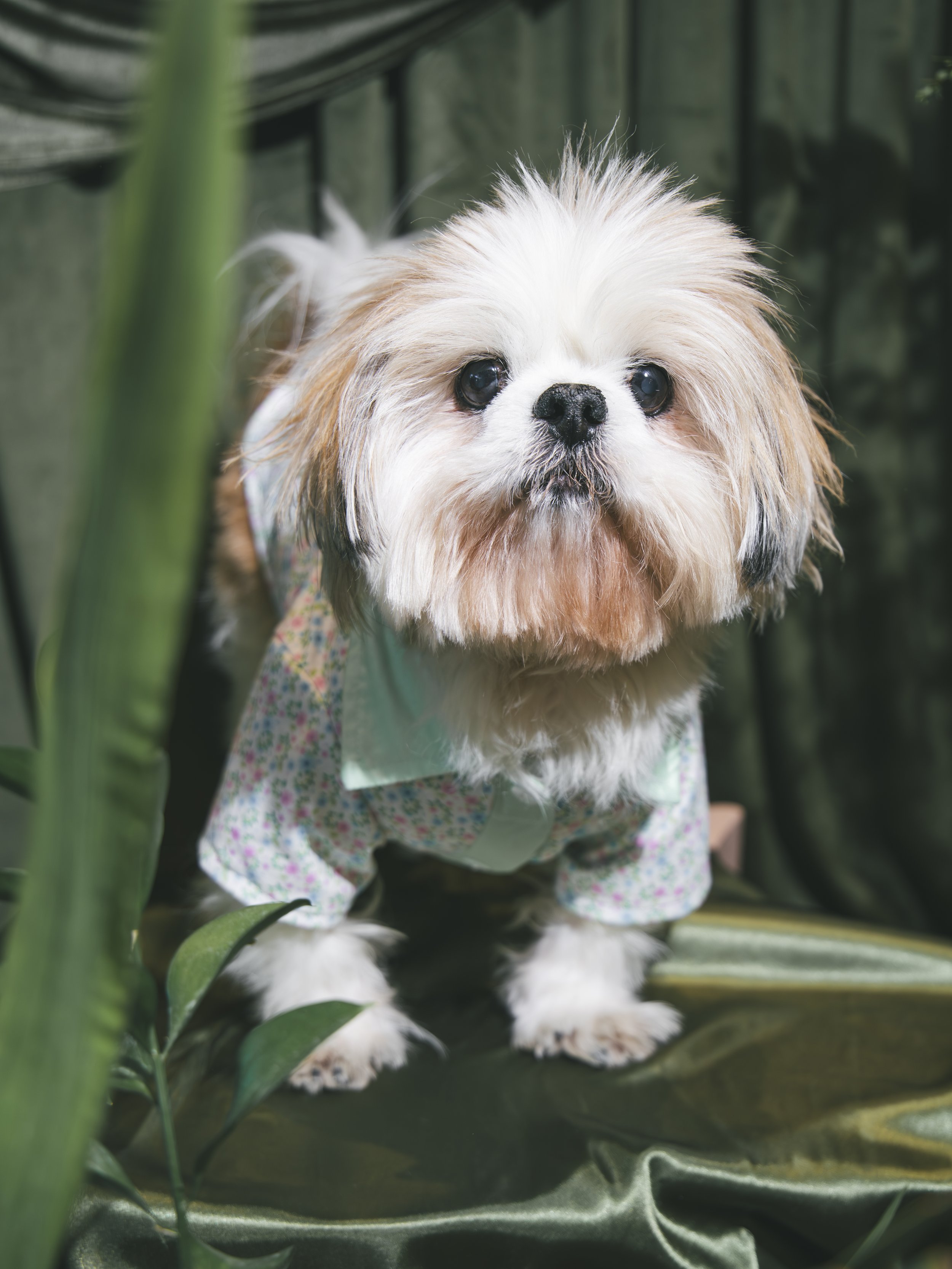 A small fluffy dog with white and beige fur, wearing a floral shirt, standing among green plants in a garden or greenhouse.