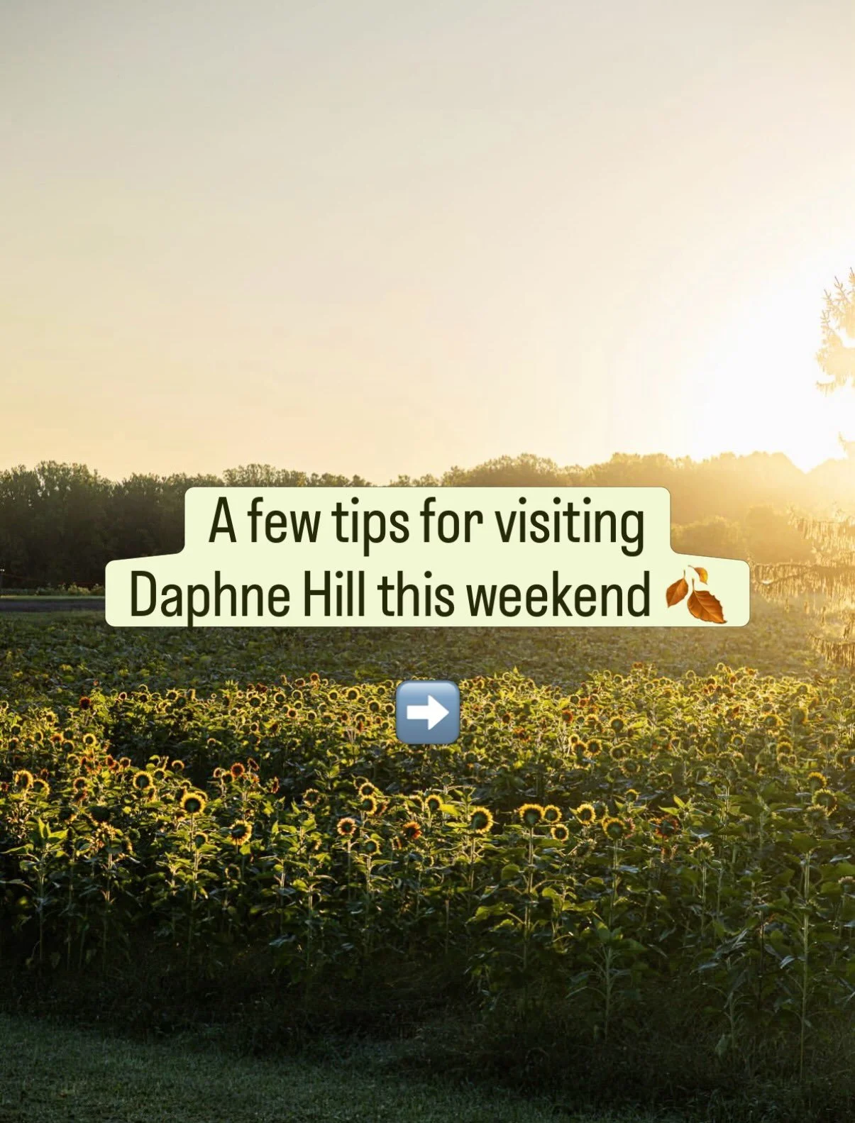 A few tips for visiting Daphne Hill this weekend! 🍂🤎

We&rsquo;re so excited to welcome you to the farm! Here are a few little things to know before you come out to help make your visit as enjoyable as possible!

🧺 Bring a blanket or lawn chairs! 
