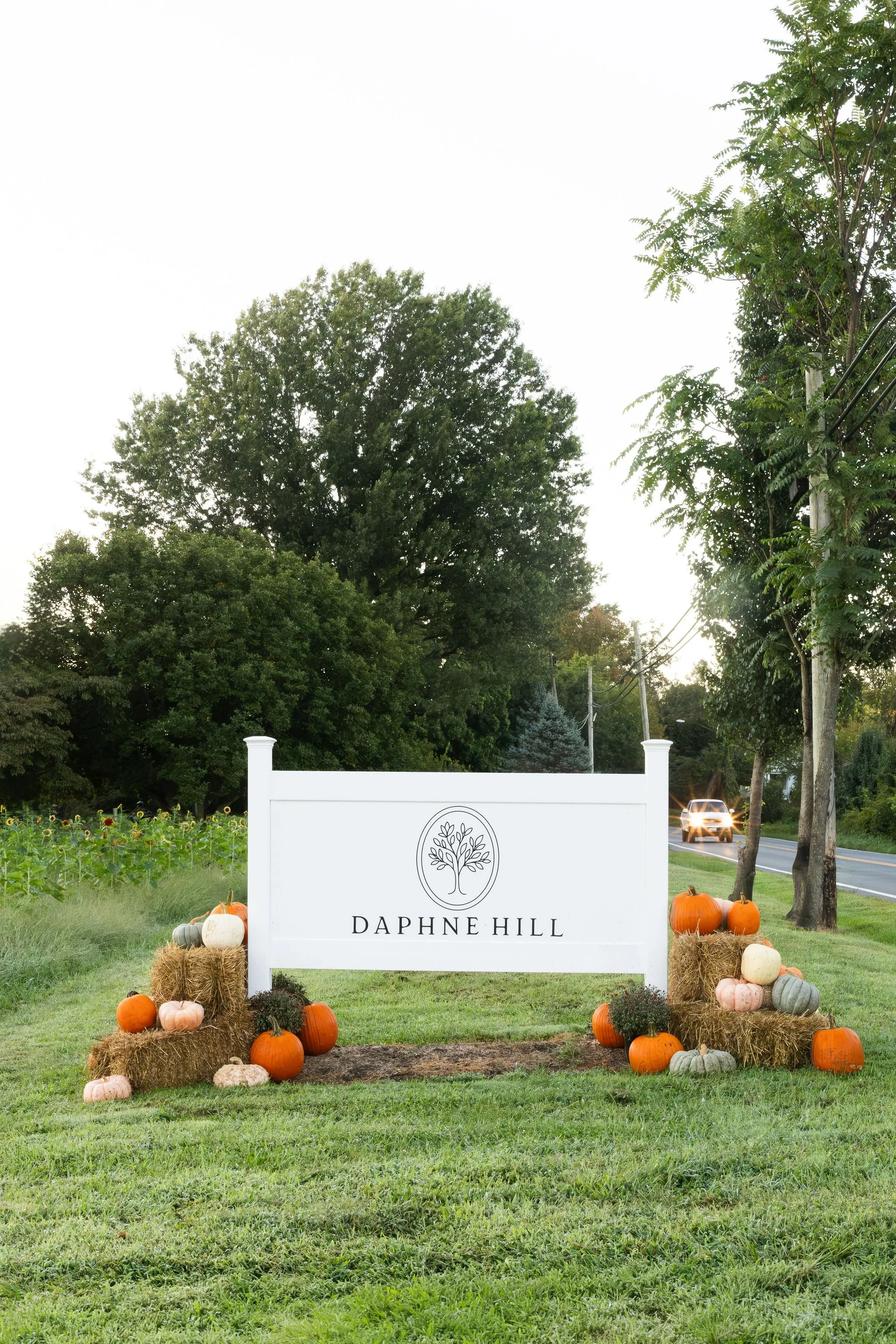 DaphneHill-Fall2026-Sunrise-3.jpg