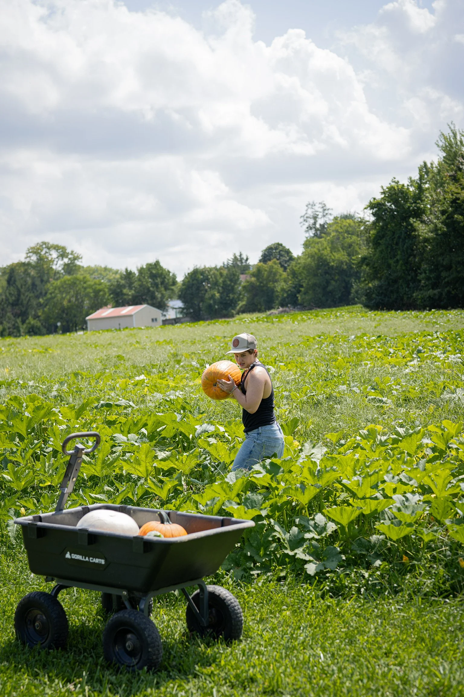 A person picking pumpkins in a pumpkin patch with a green field, trees, and a white building in the background under a cloudy sky. A black wagon with pumpkins is in the foreground.