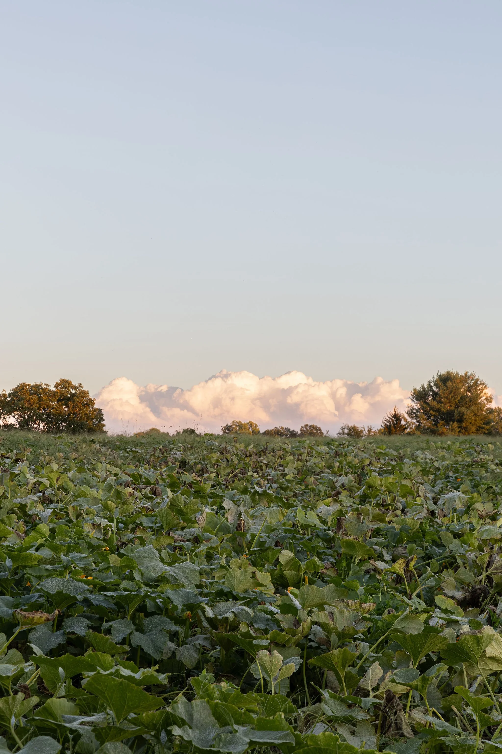DaphneHill-Fall2026-Sunset-2.jpg