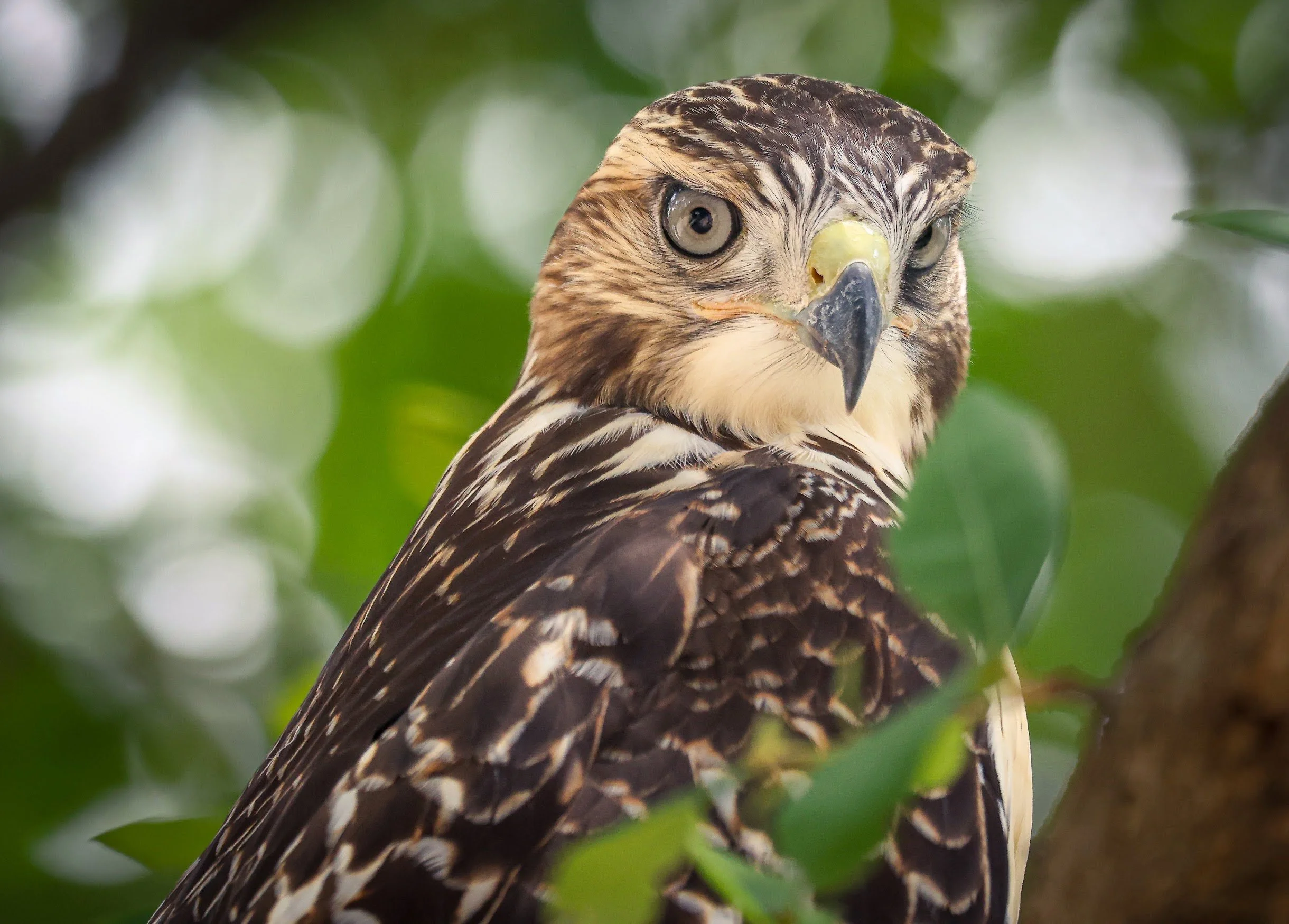 Close-up of a hawk perched among green leaves, showing its sharp beak and detailed feathers.