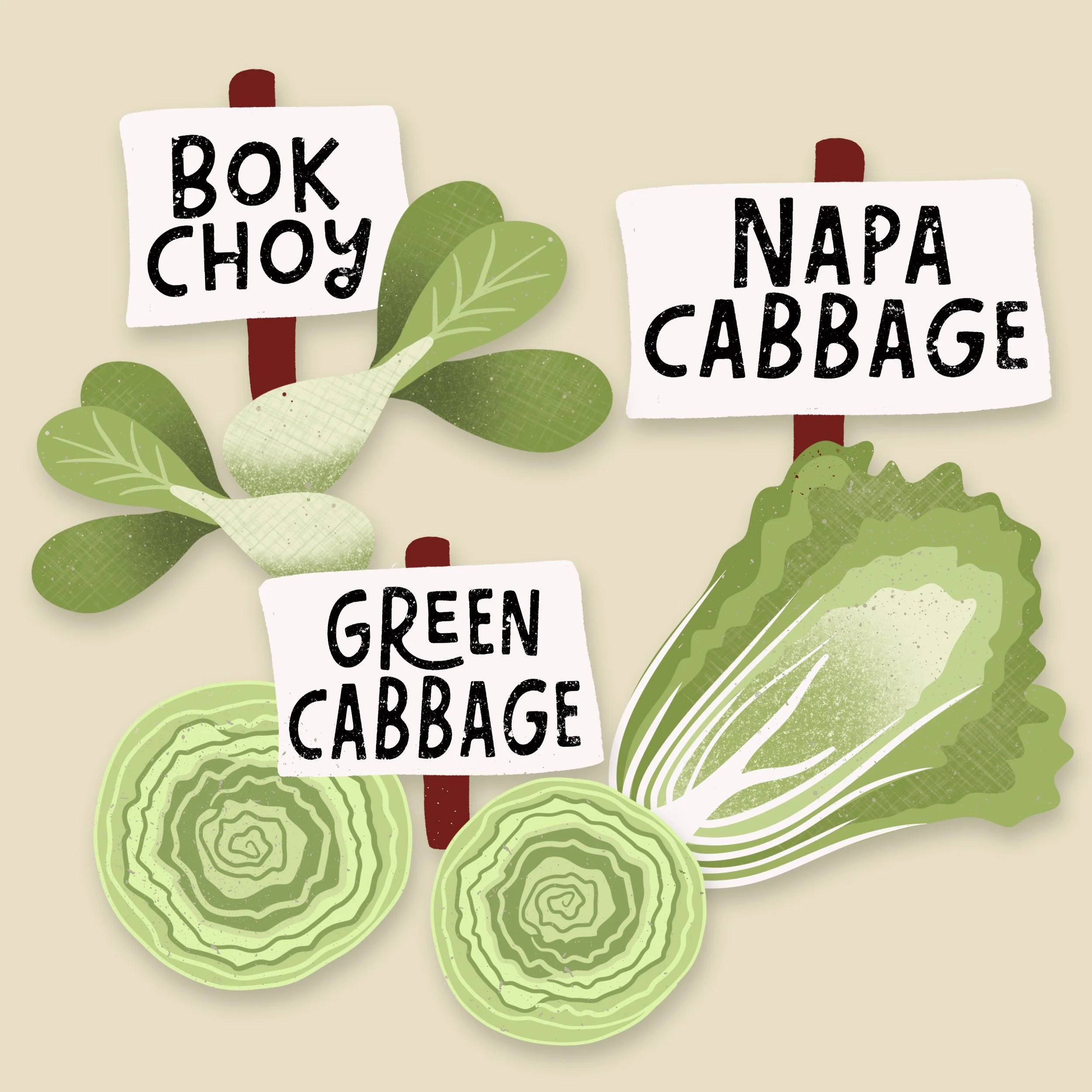 Illustration of signs with hand-drawn text and green cabbage slices, promoting healthy food choices including bok choy and napa cabbage.