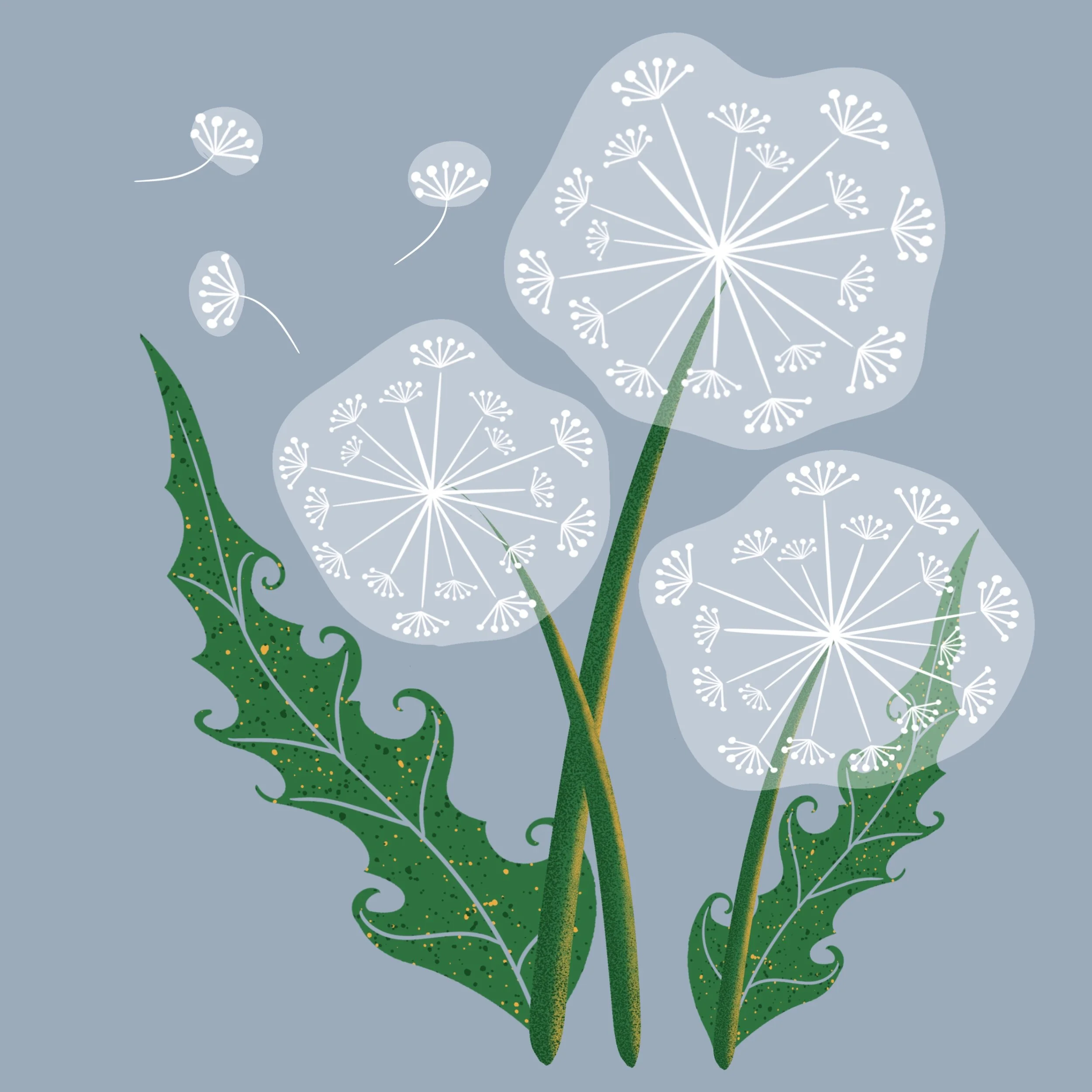 Illustration of dandelion seed heads with green leaves on a blue background.