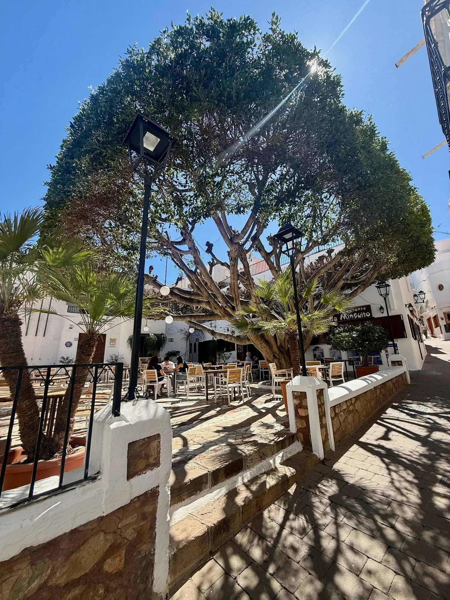 A large tree with a thick trunk and lush green foliage in the center of a sunny outdoor plaza with white walls, street lamps, and tables with chairs where people are sitting and talking.