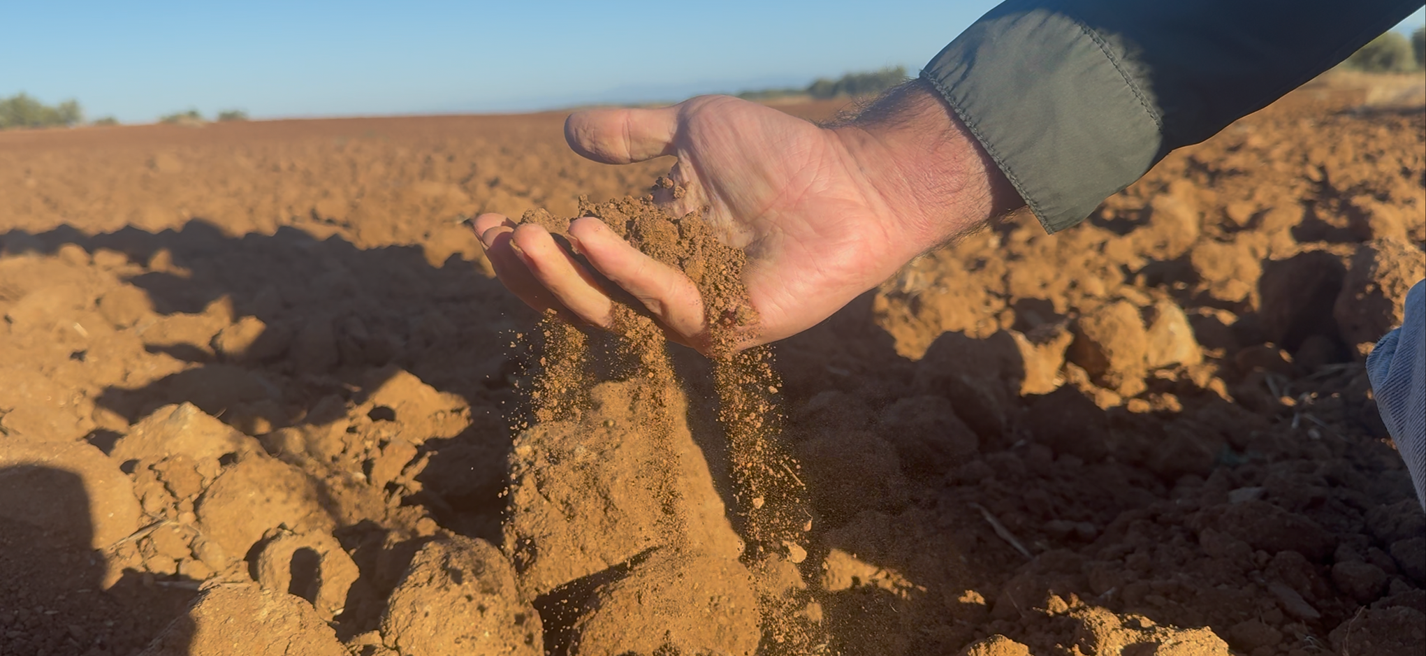 A person is holding and sifting soil with their hand in an agricultural field.