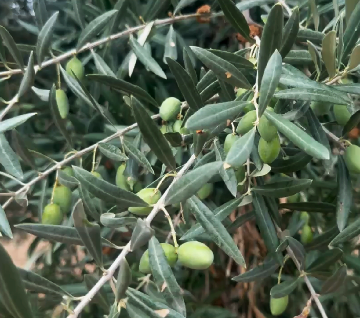 Close-up of olive tree branches with green olives and elongated dark green leaves.