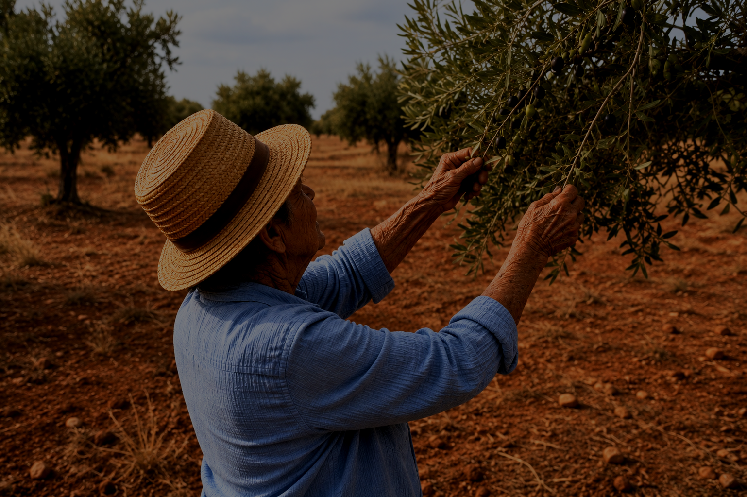 An elderly woman wearing a straw hat and blue shirt harvesting olives from an olive tree outdoors.