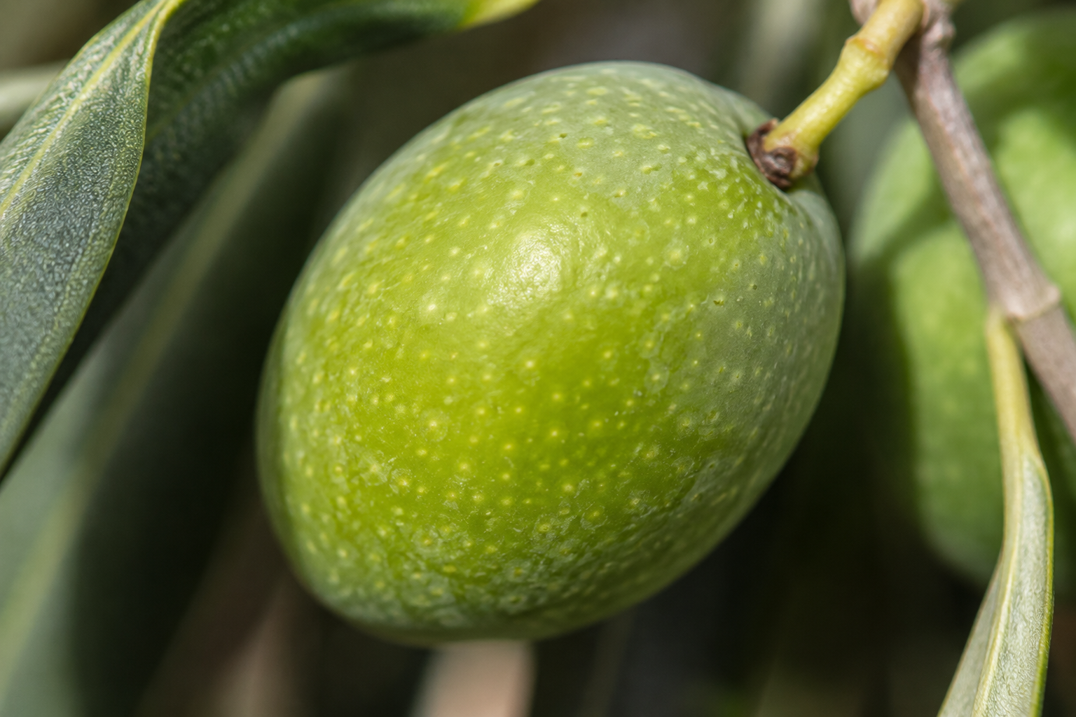 Close-up of a green olive hanging from a branch with leaves.