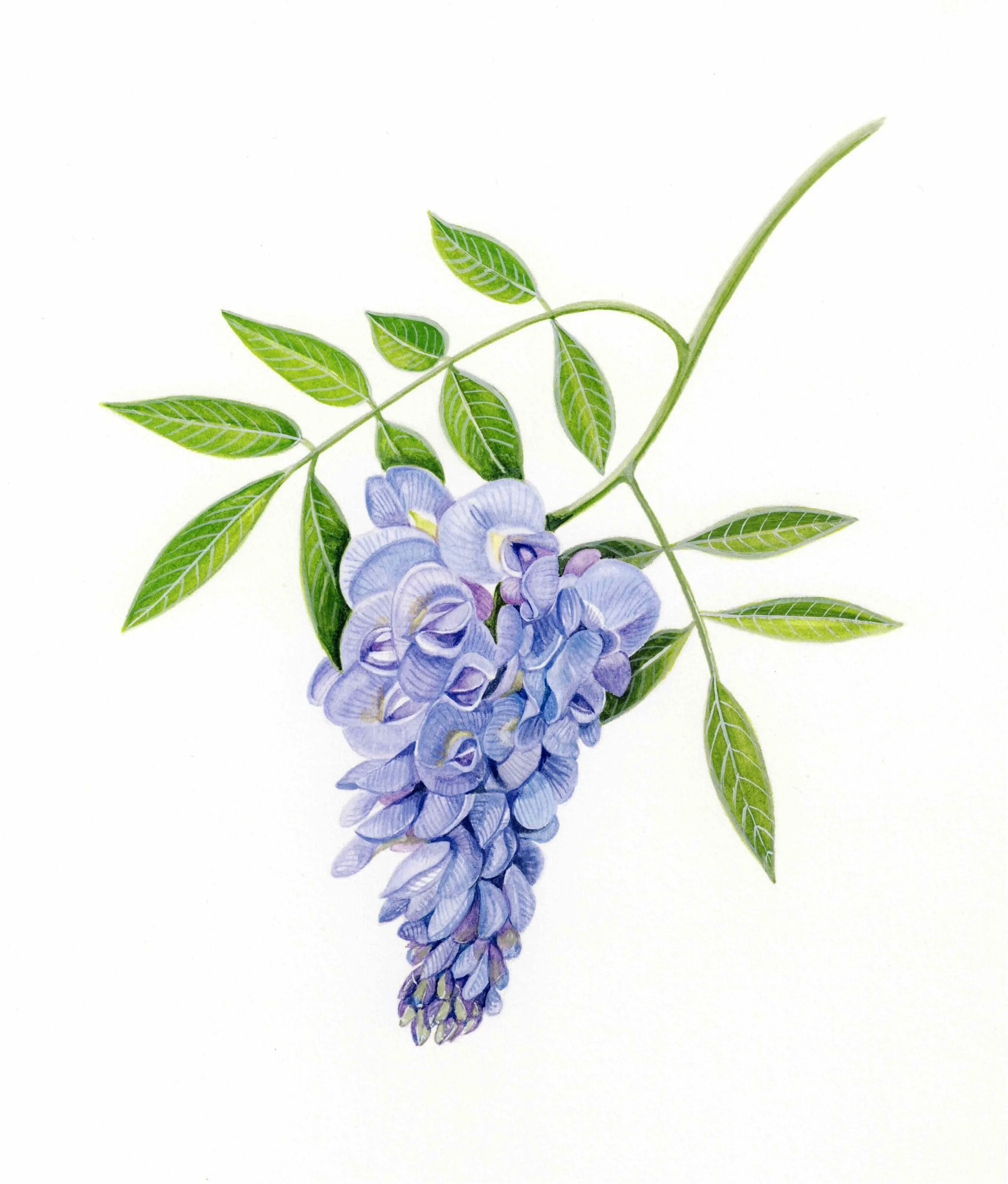American Wisteria