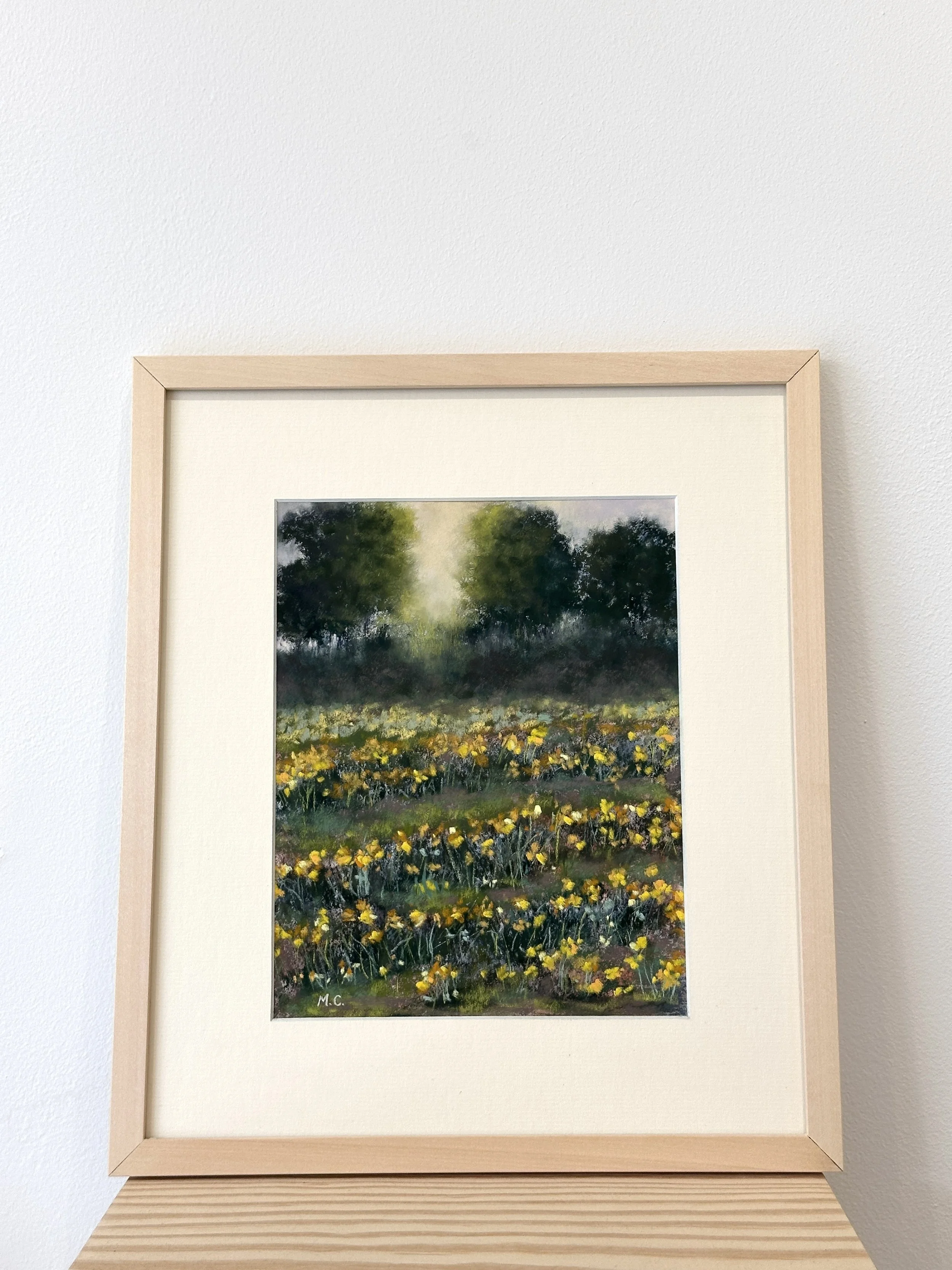cornish-daffodils-at-golden-hour-02.jpg