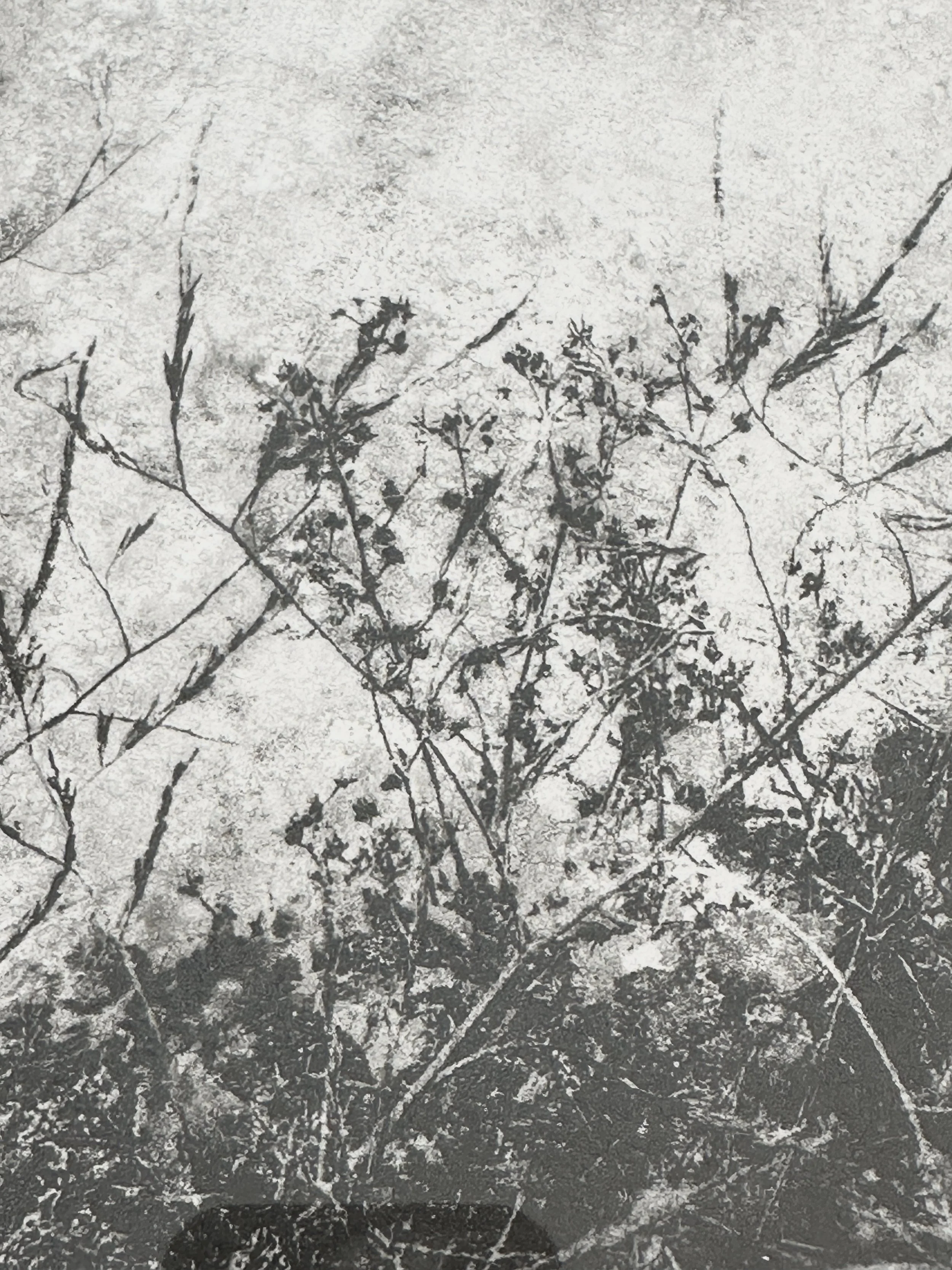 small-blooms-ascending-02.jpg