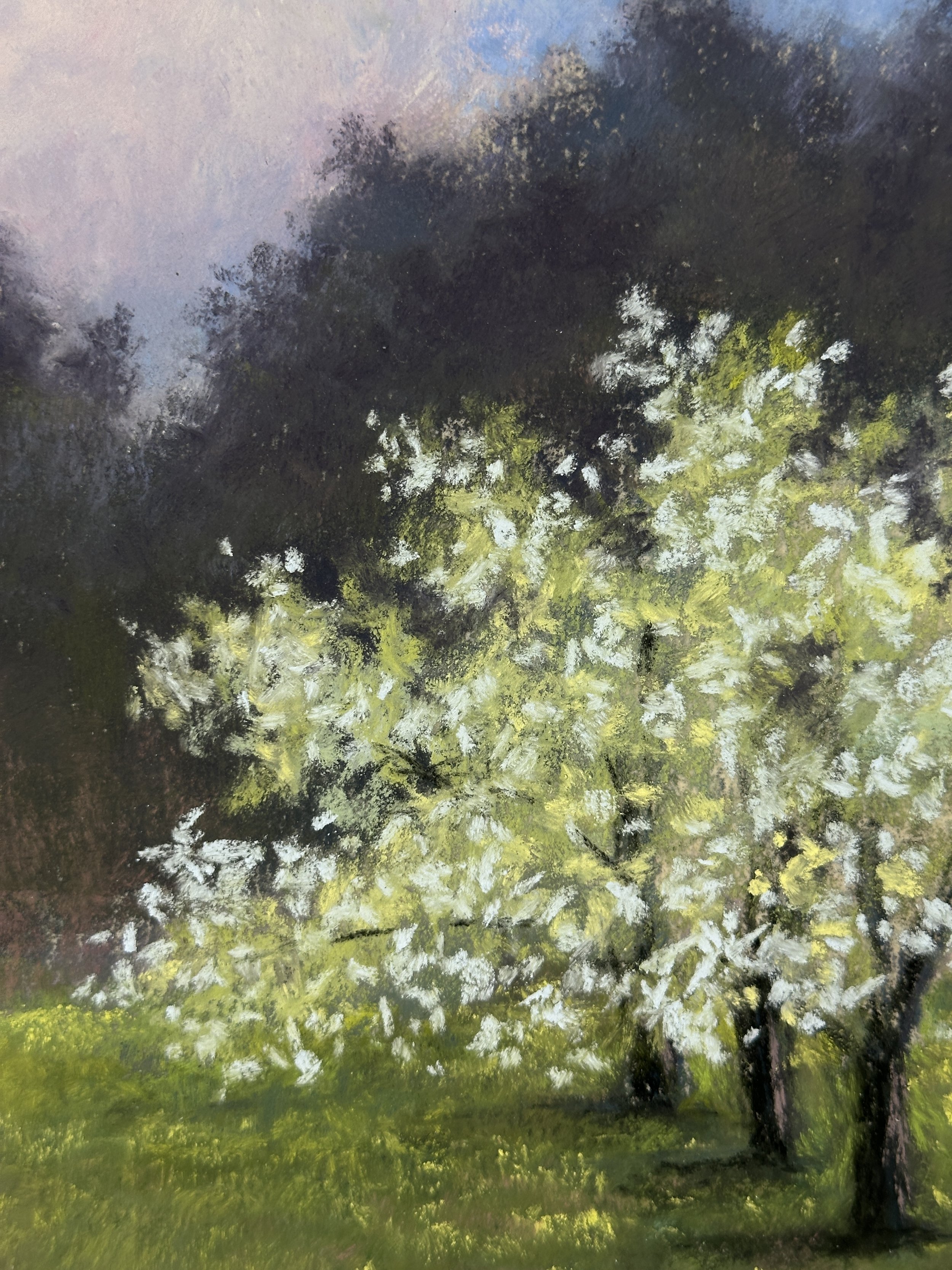 the-white-blossoms-of-trelisick-garden.JPG