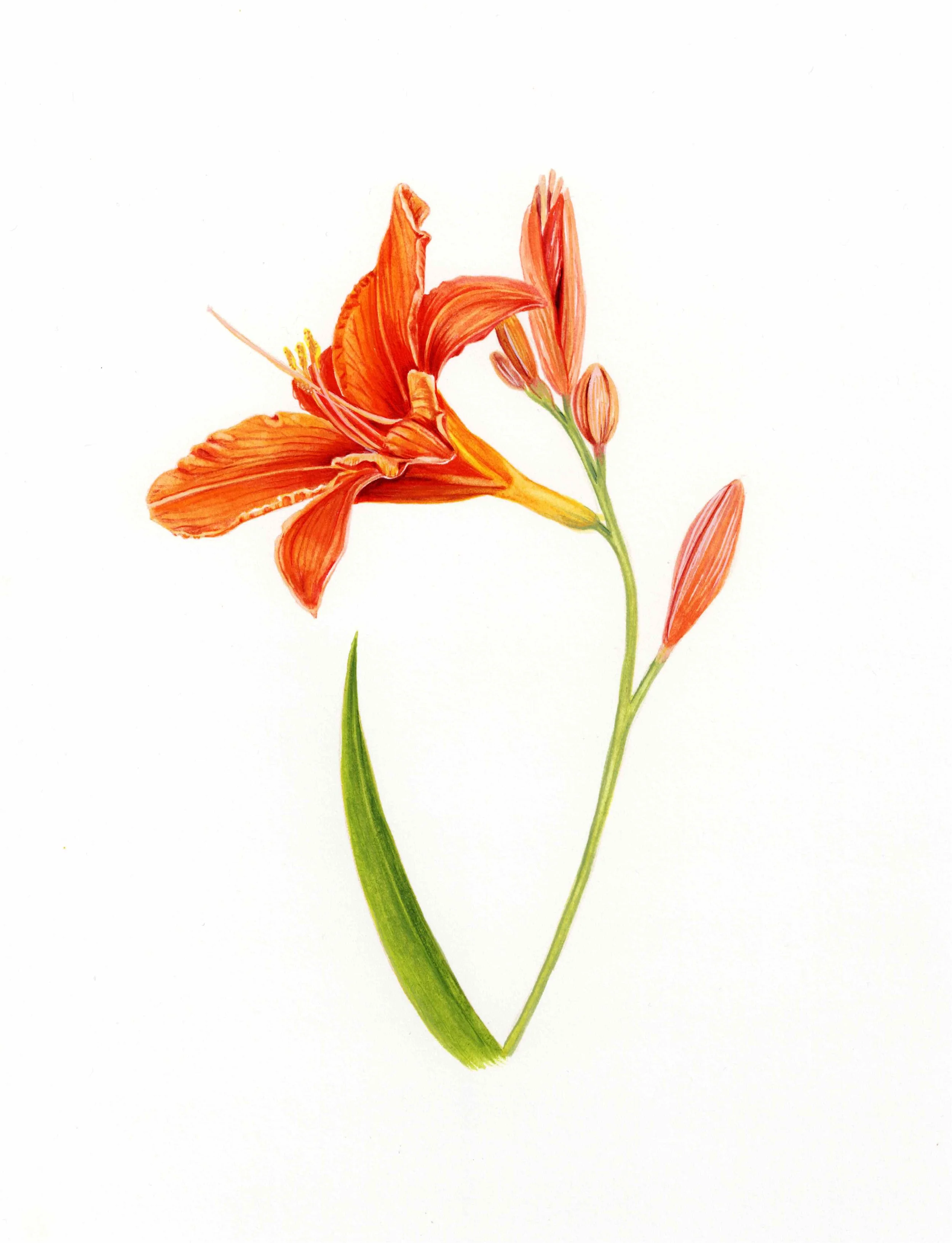 Daylily