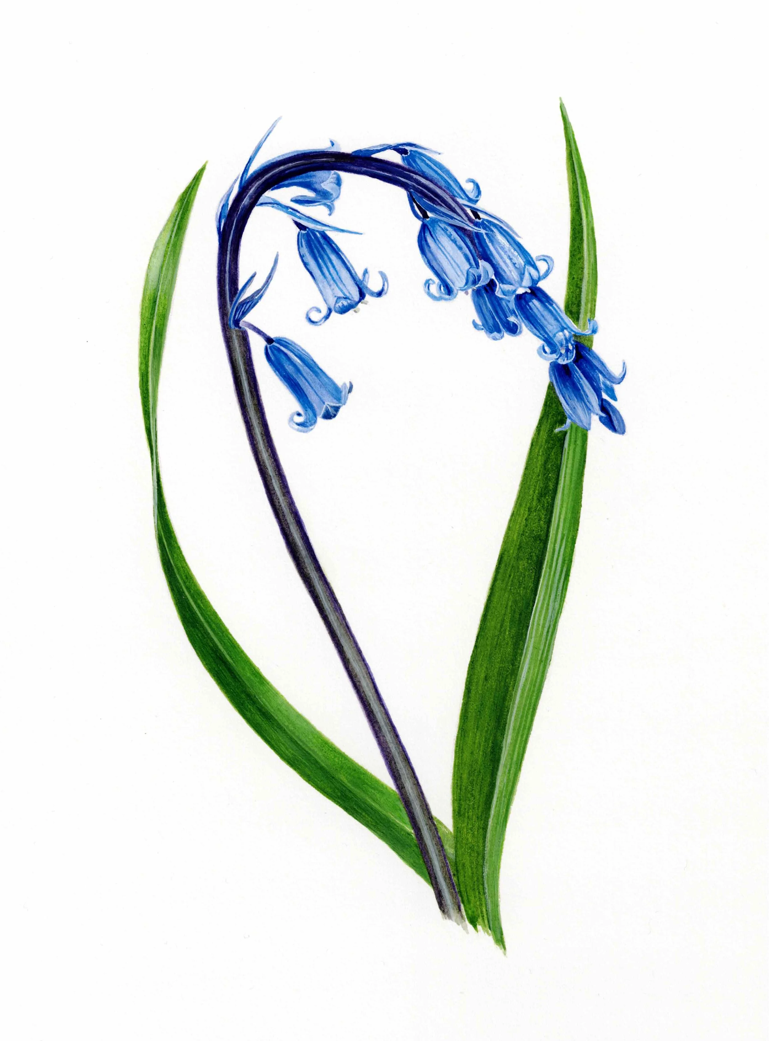 Bluebell