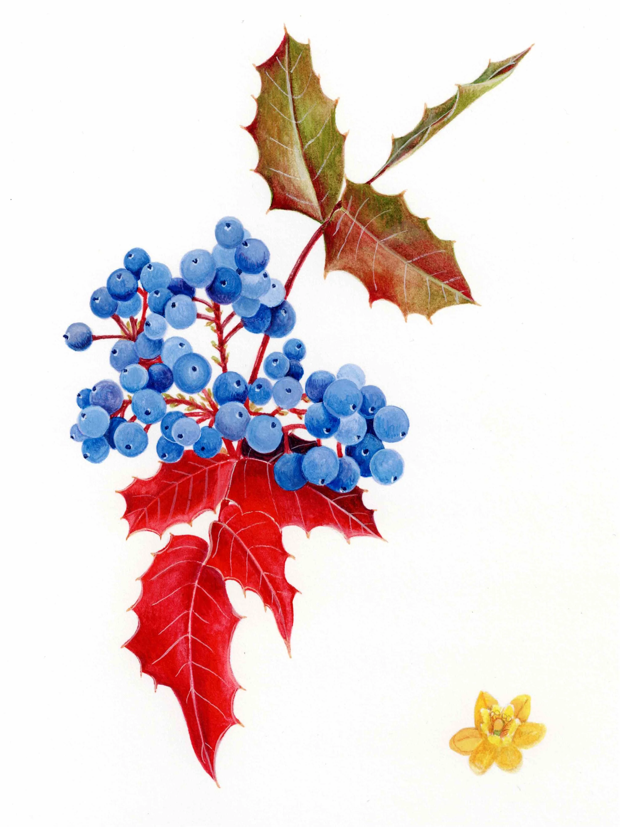 Oregon Grape