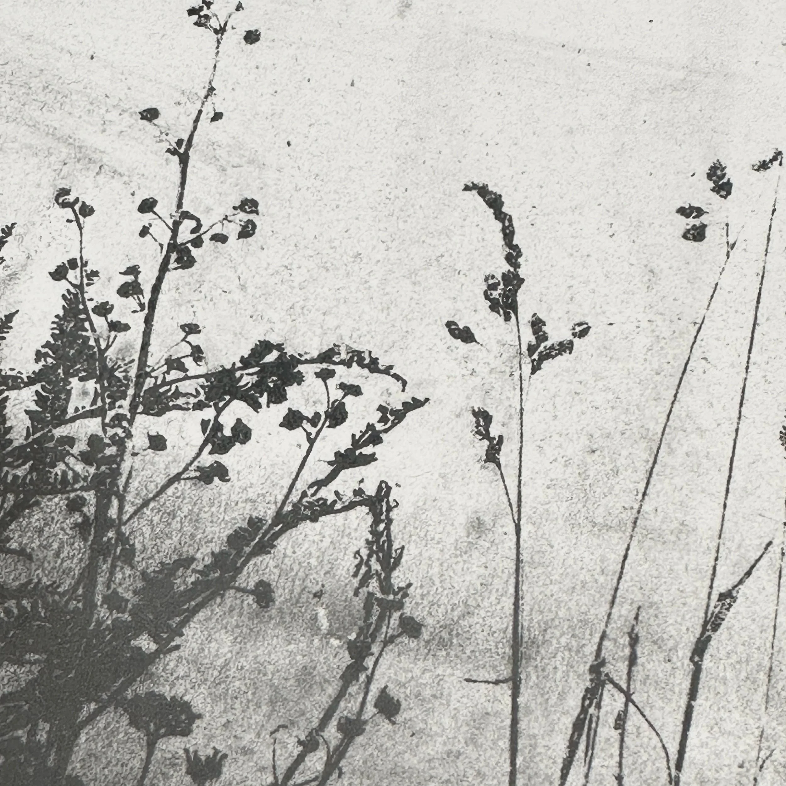 Helen Ward
