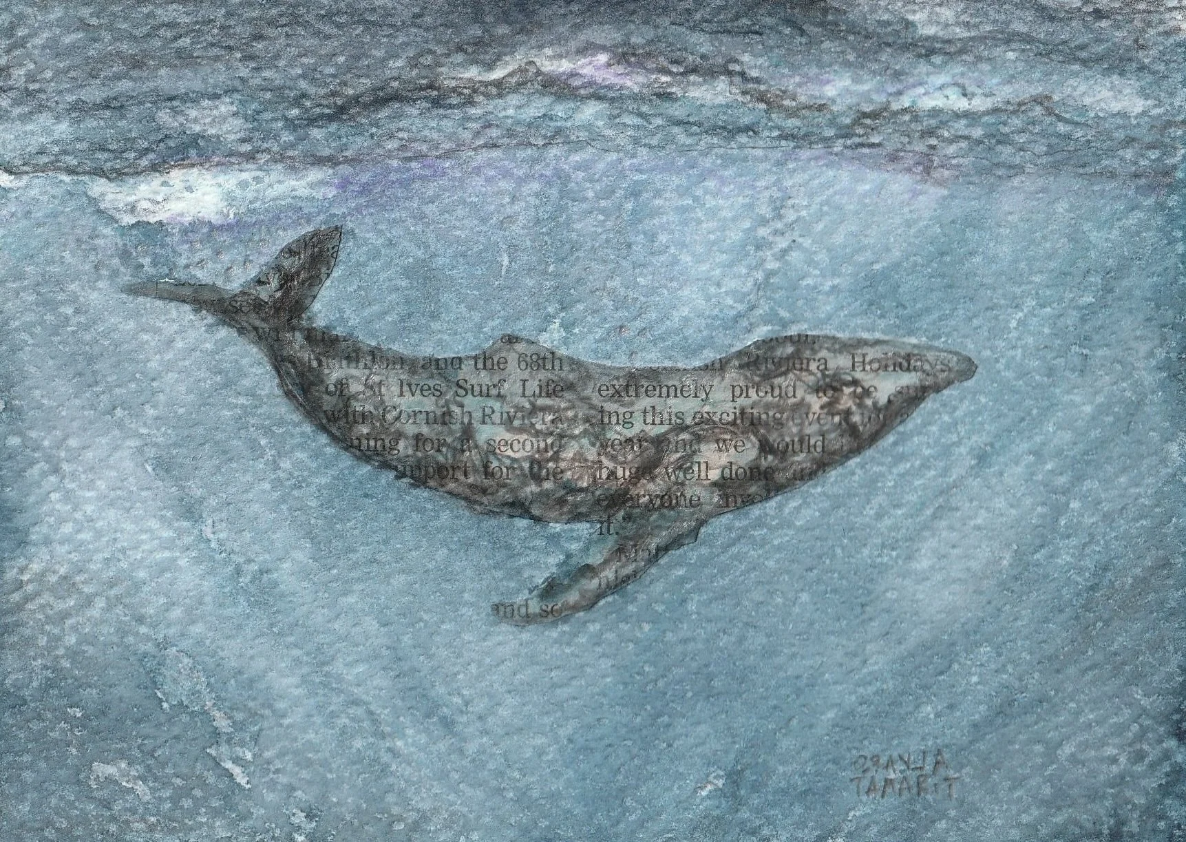 cornish-whale-alvaro-tamarit-front.jpg