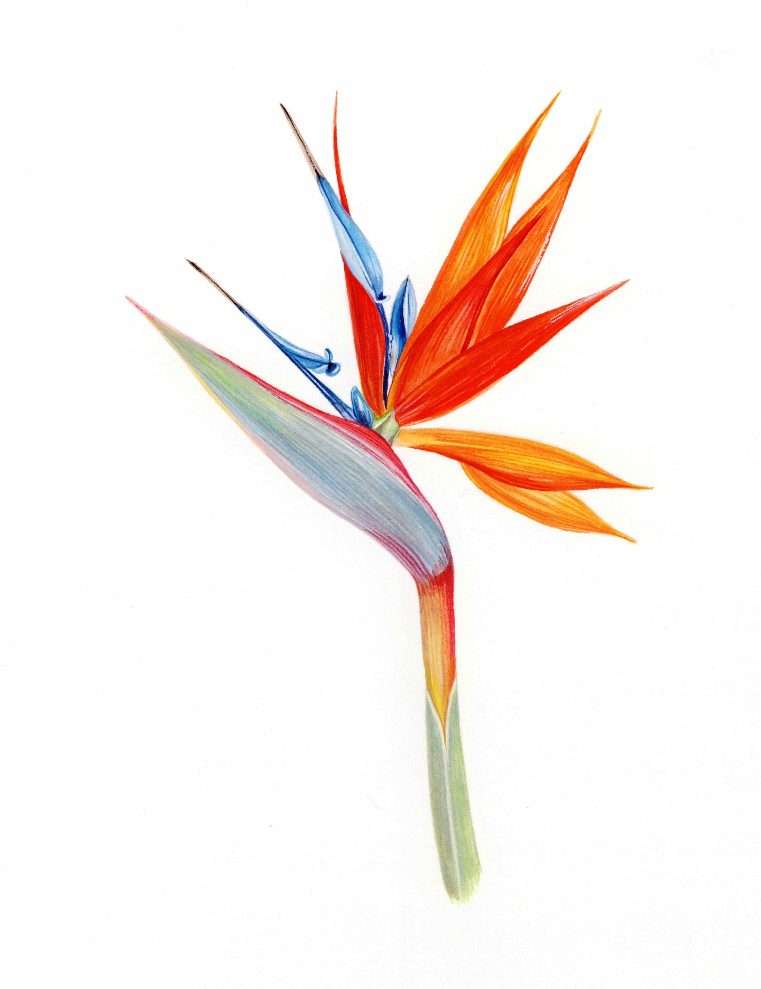 Bird of Paradise